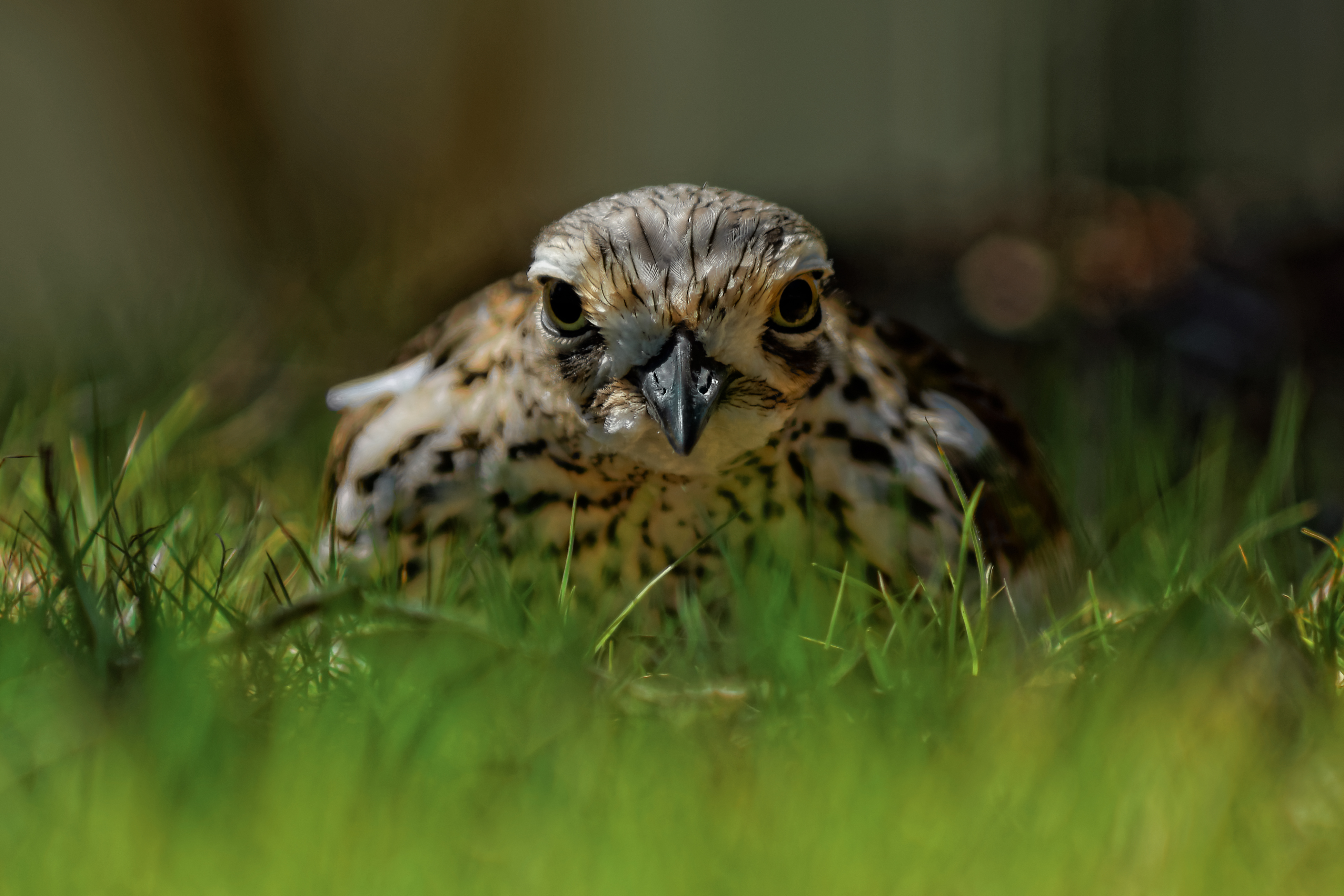 Bush Stone Curlew sitting in grass