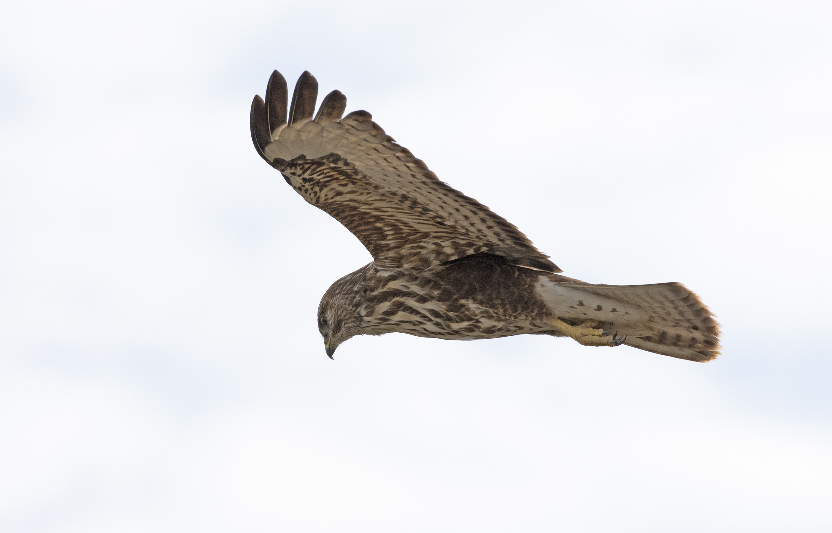 Buteo buteo - Common Buzzard, Adana 2016-12-17 03-2