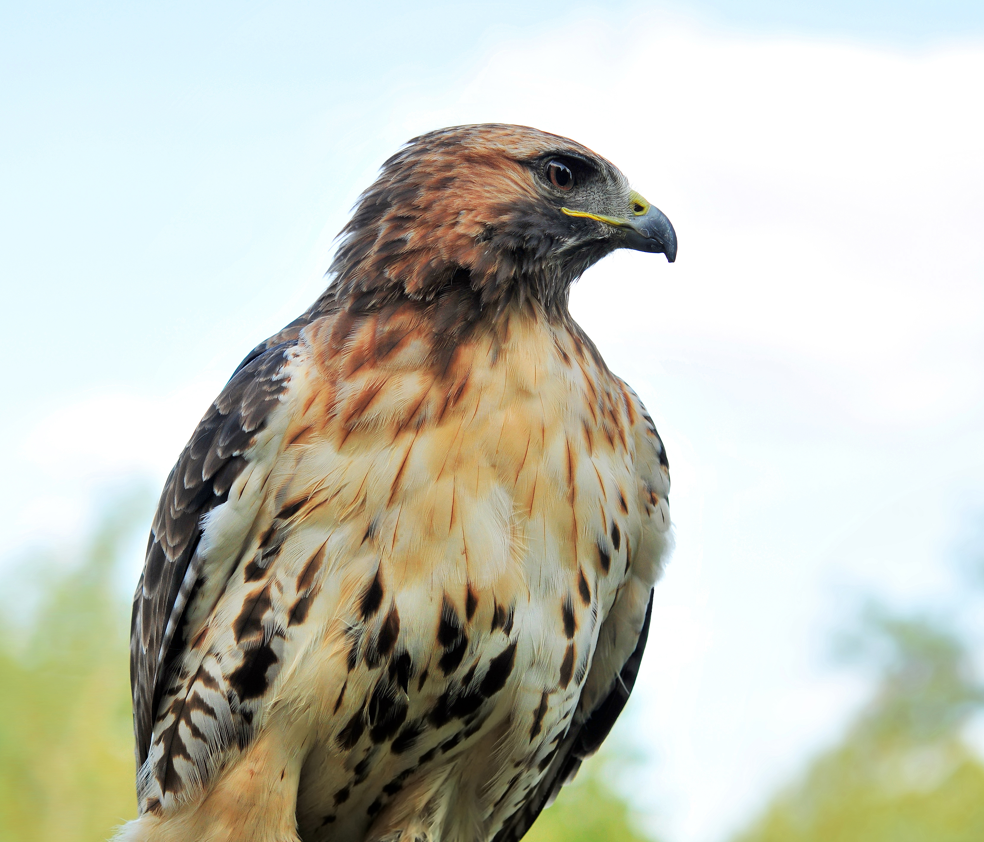 Buteo jamaicensis (J. F. Gmelin, 1788)