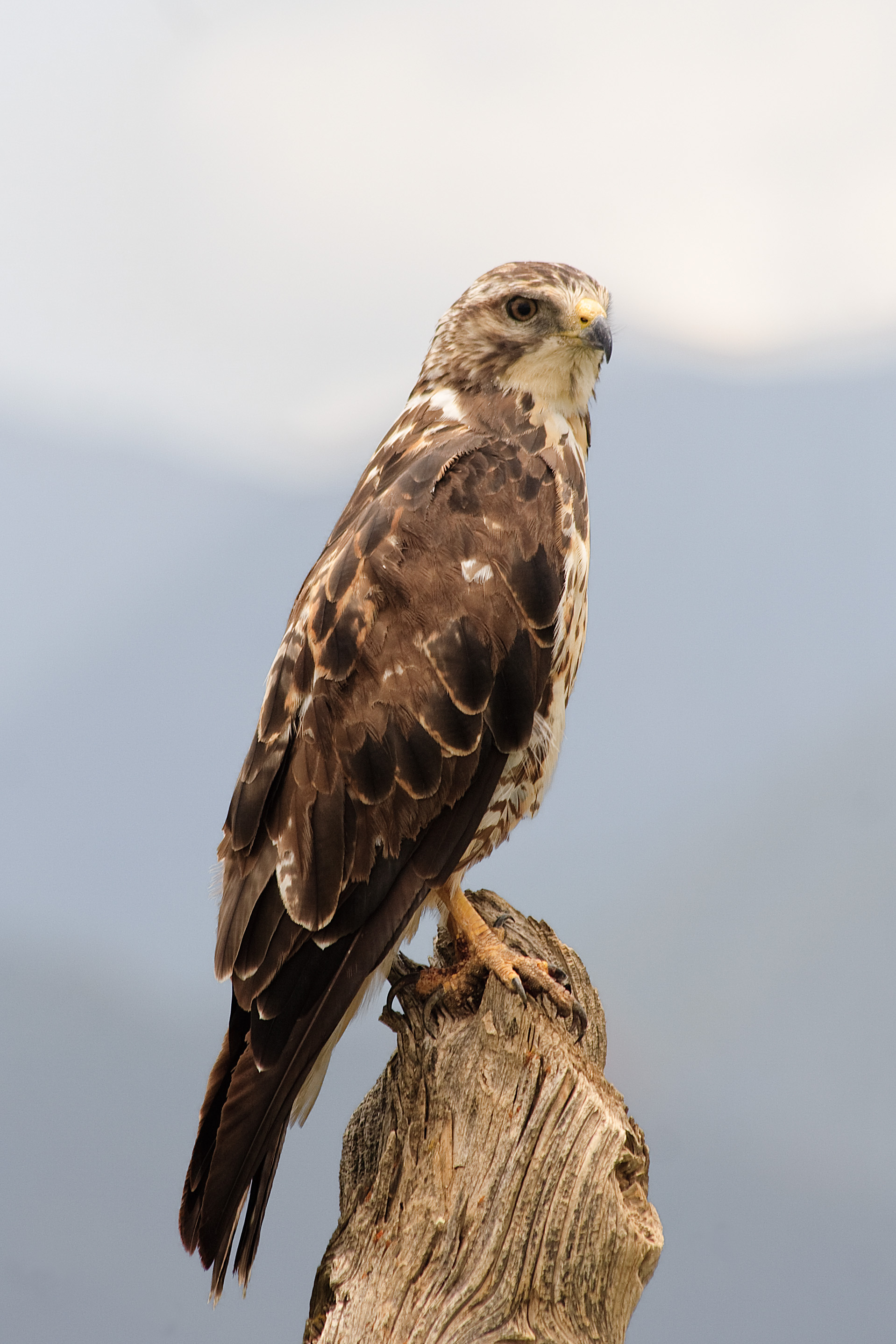 Buteo swainsoni (Calibas)