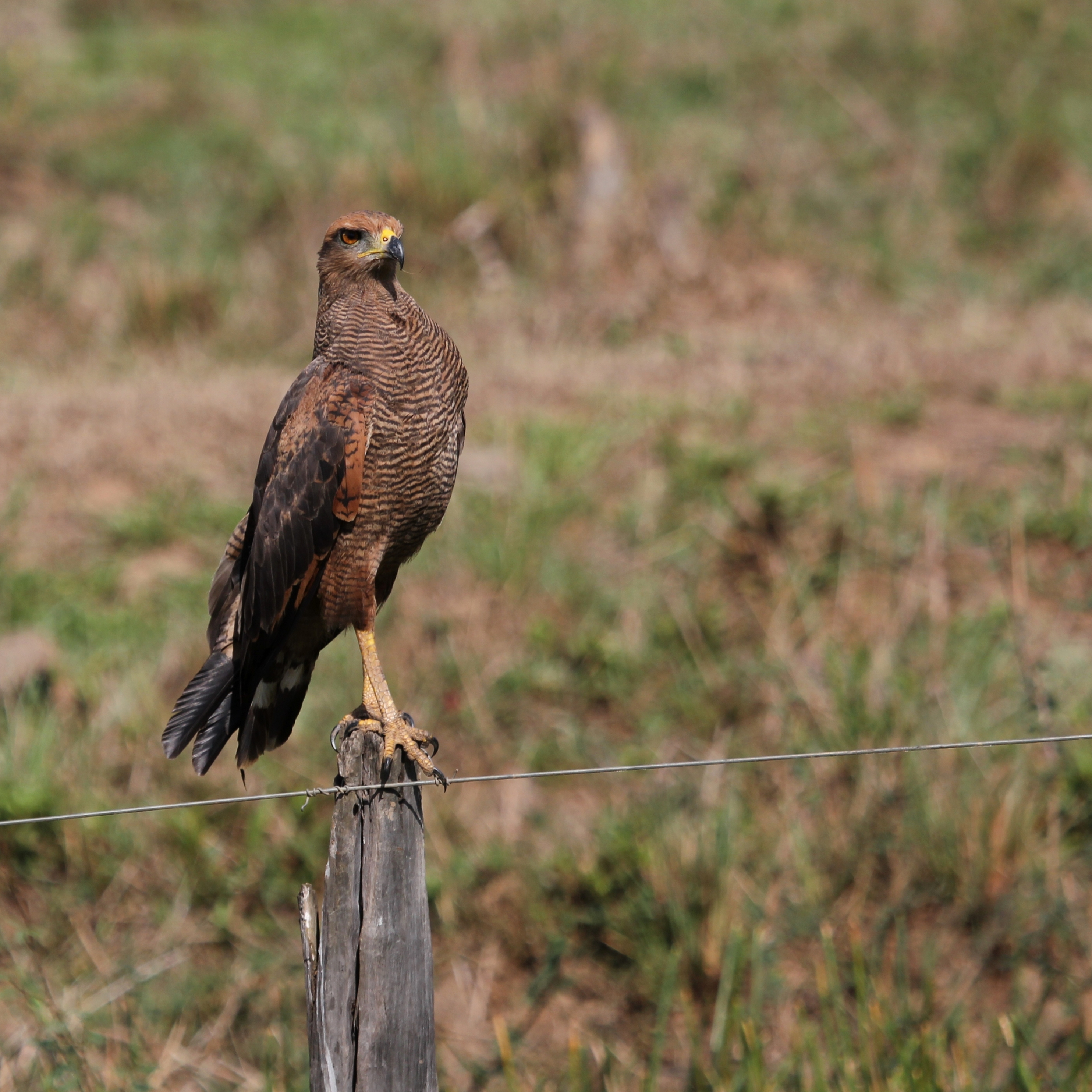 Buteogallus meridionalis Pantanal