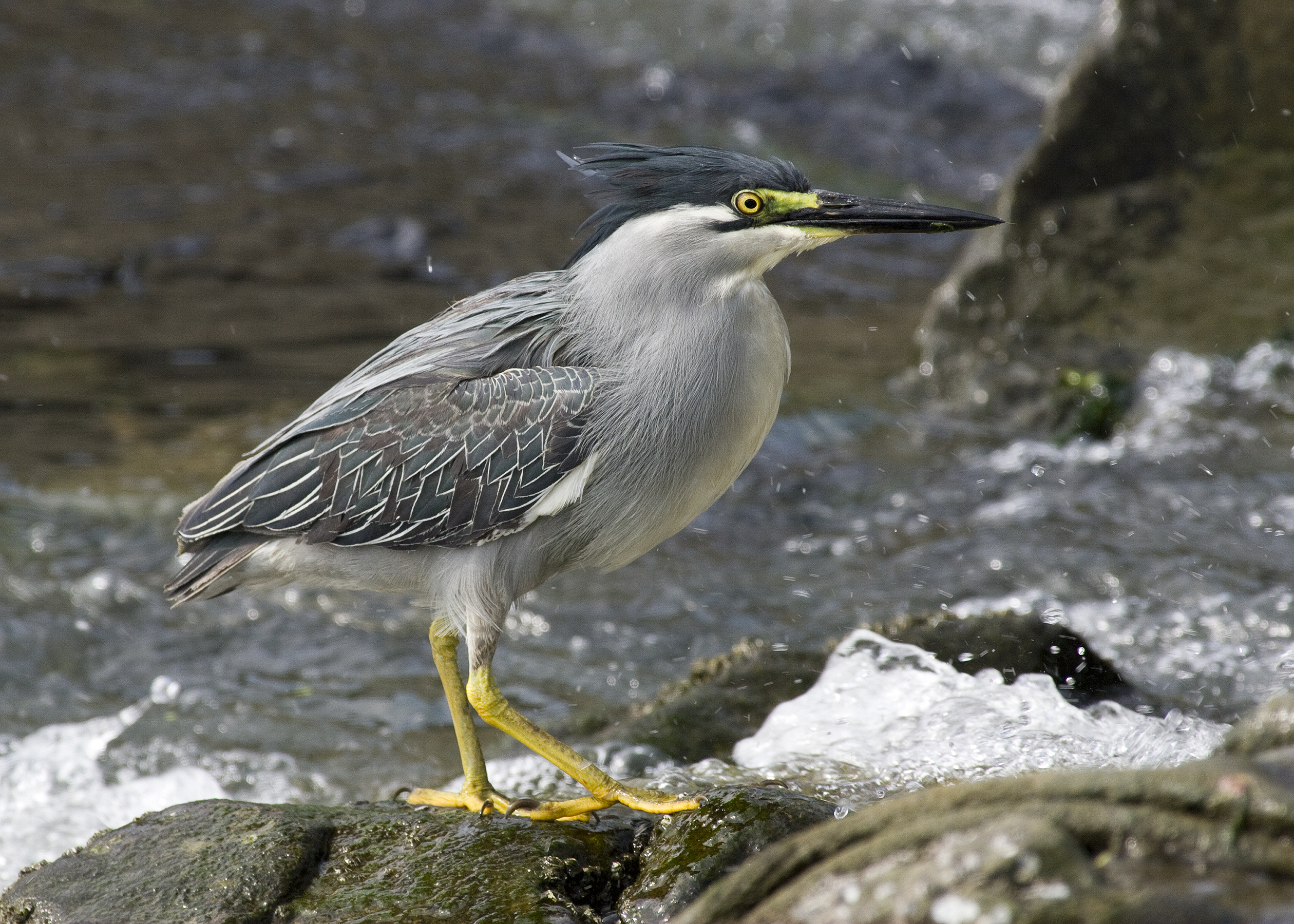 Butorides striatus amurensis at kanonji