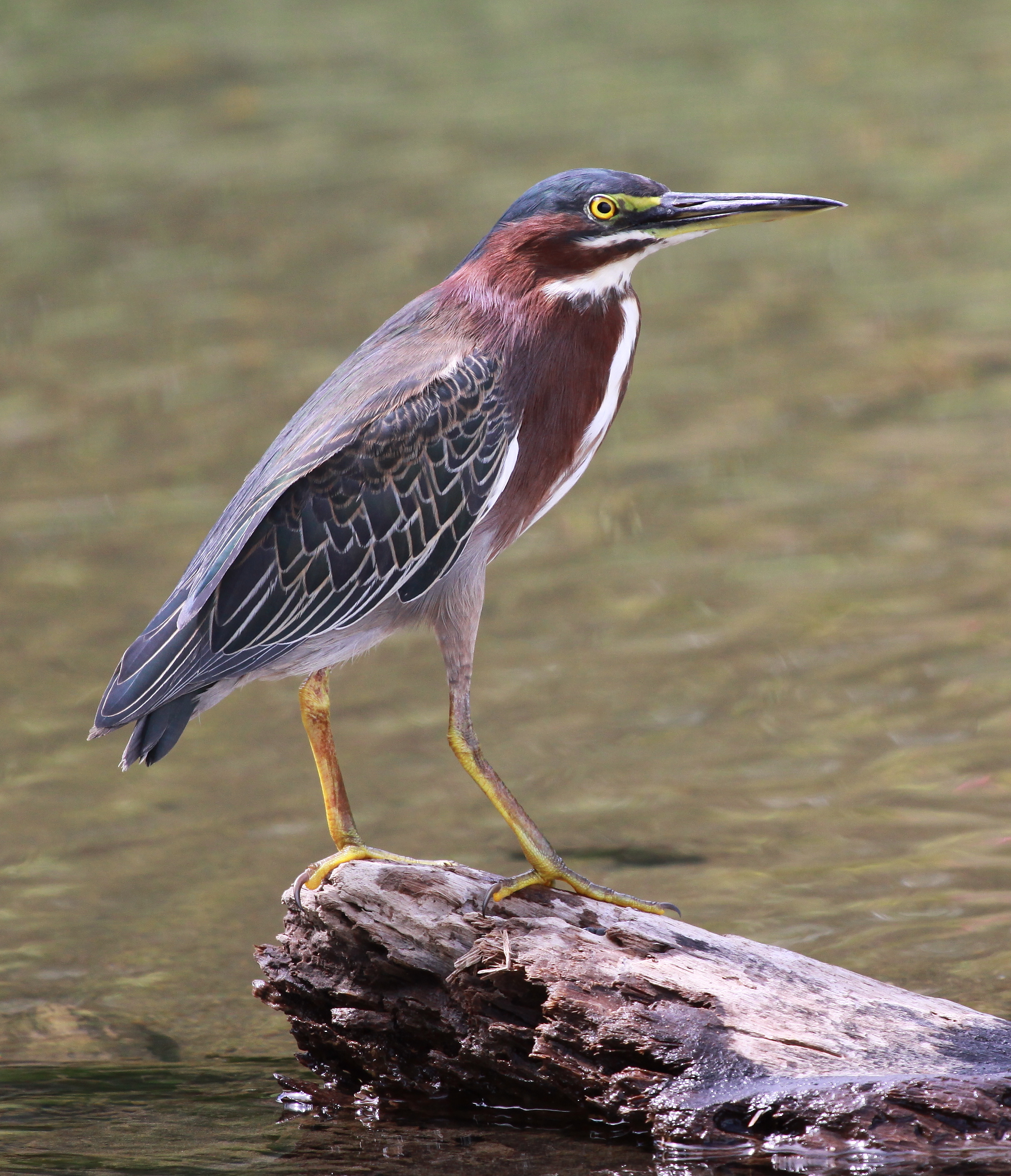 Butorides virescens2