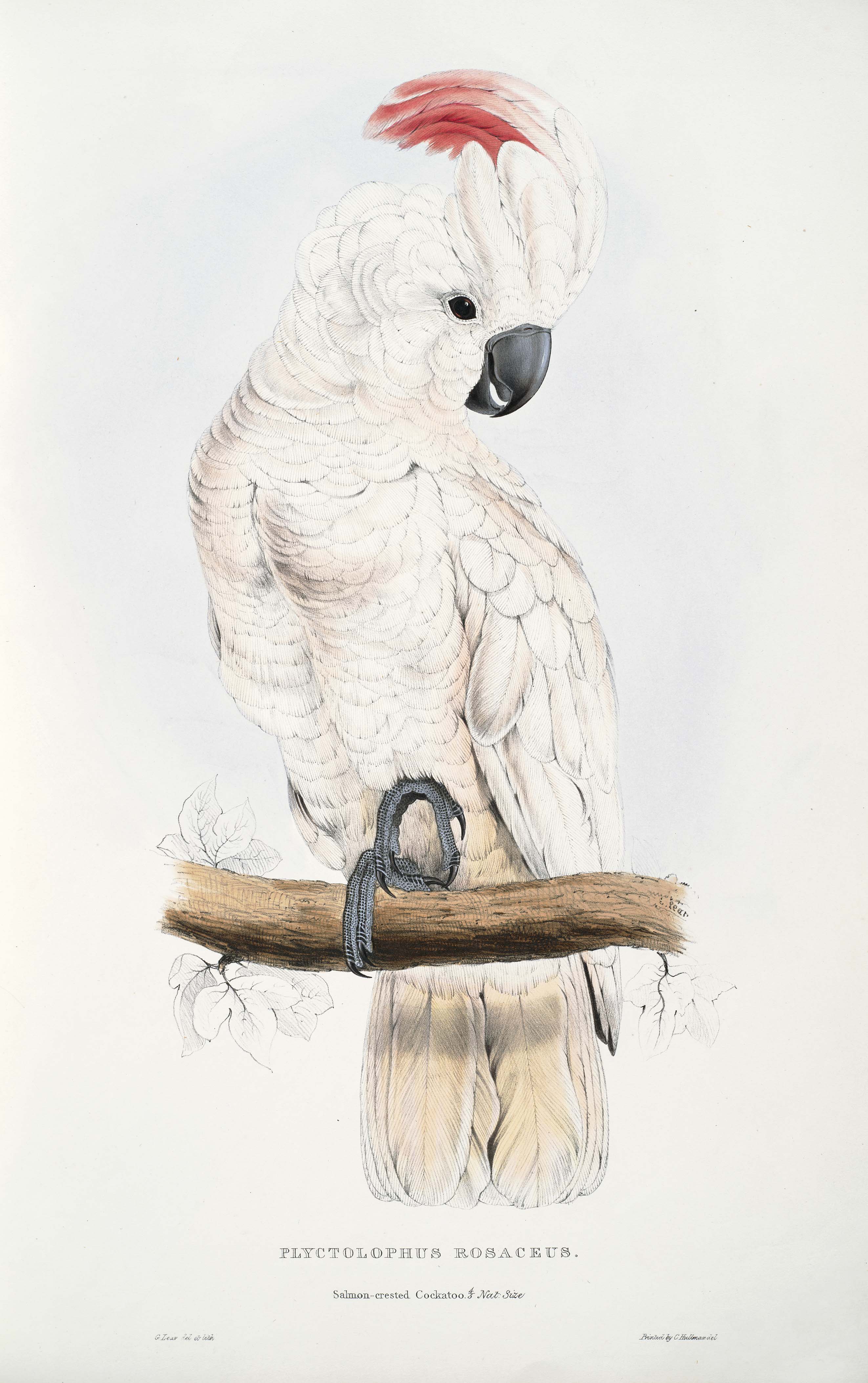 Cacatua moluccensis -Plyctolophus rosaceus Salmon-crested Cockatoo -by Edward Lear 1812-1888