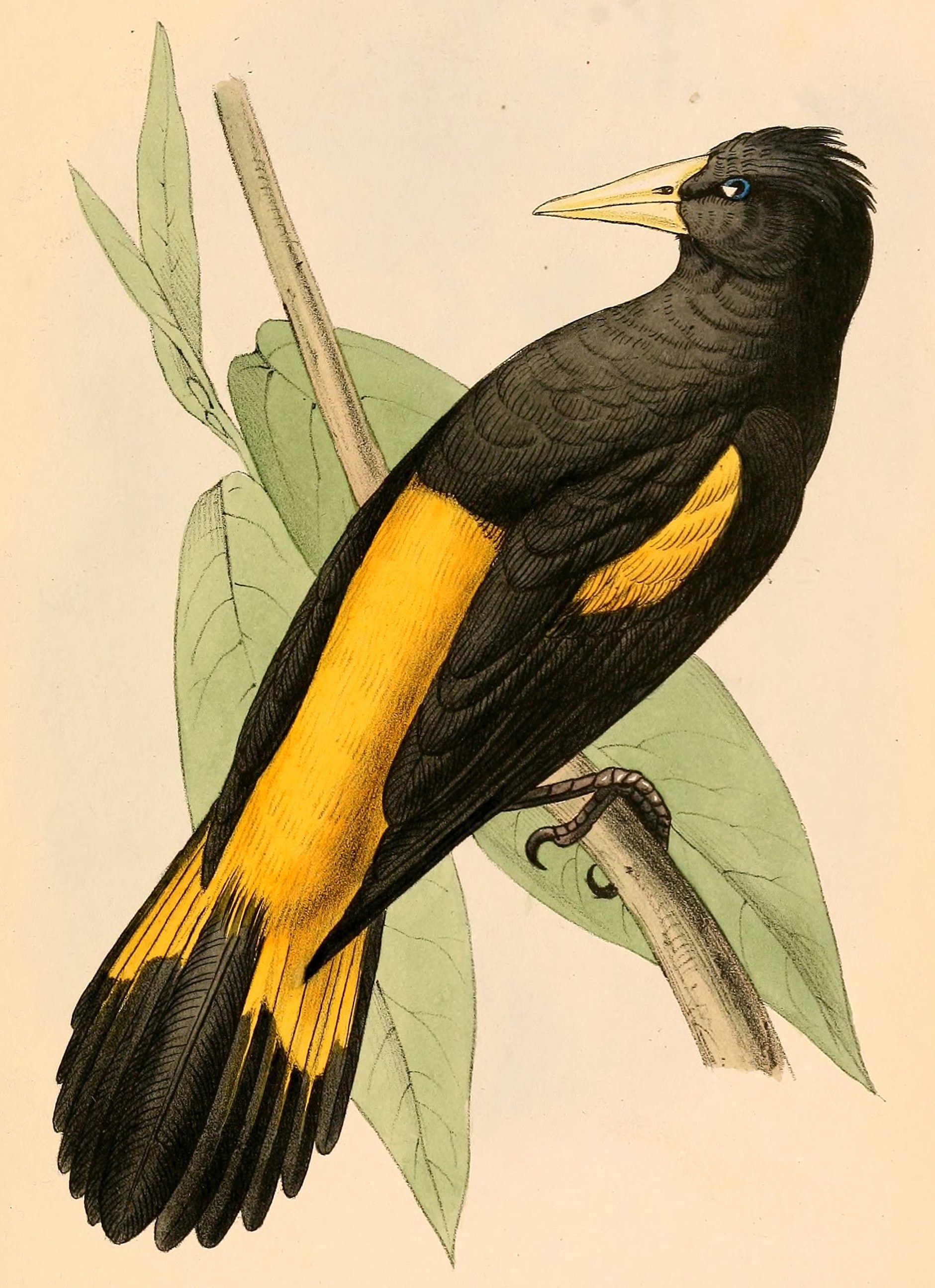 Cacicus cela 1841