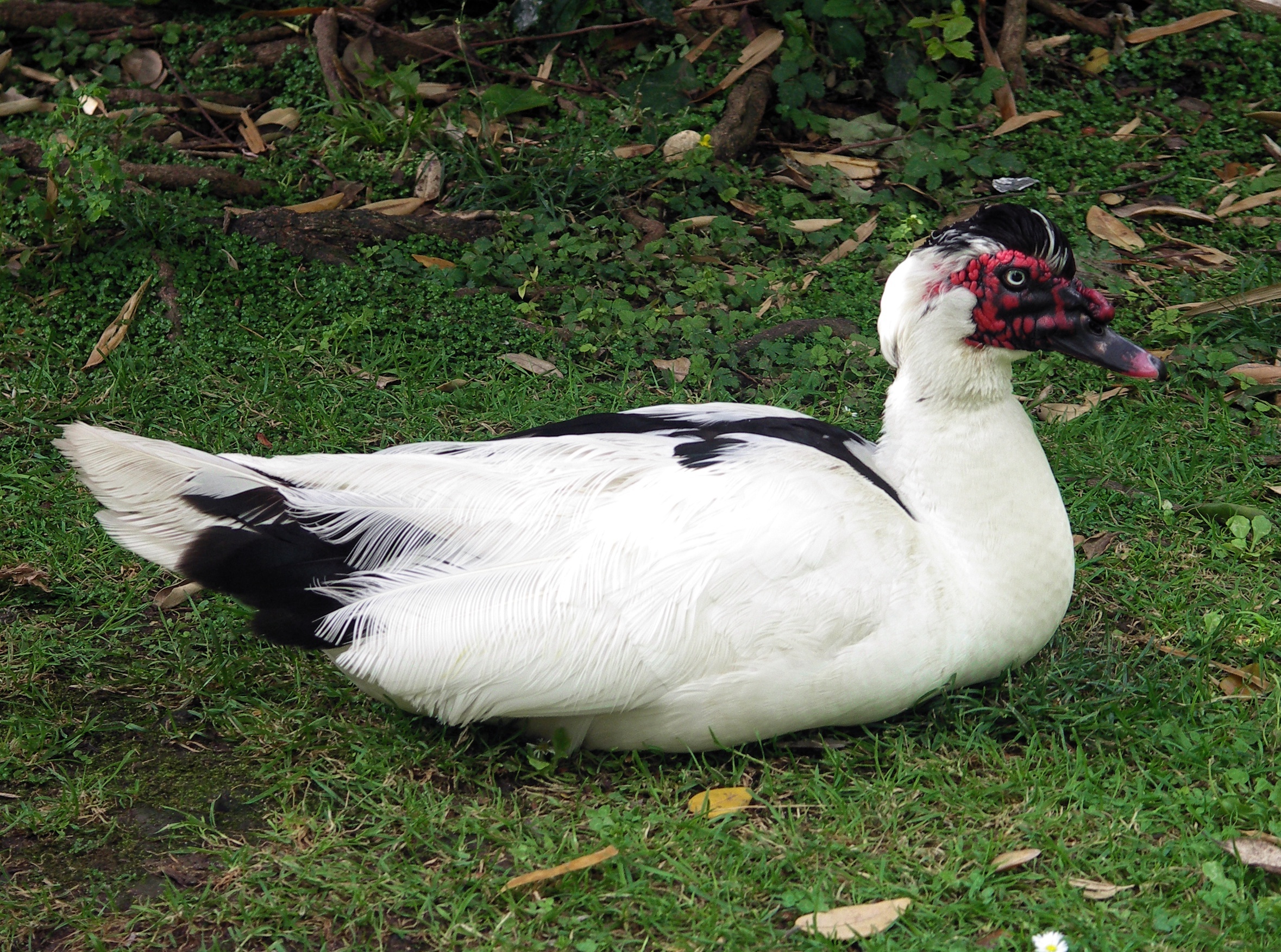 Cairina moschata-2