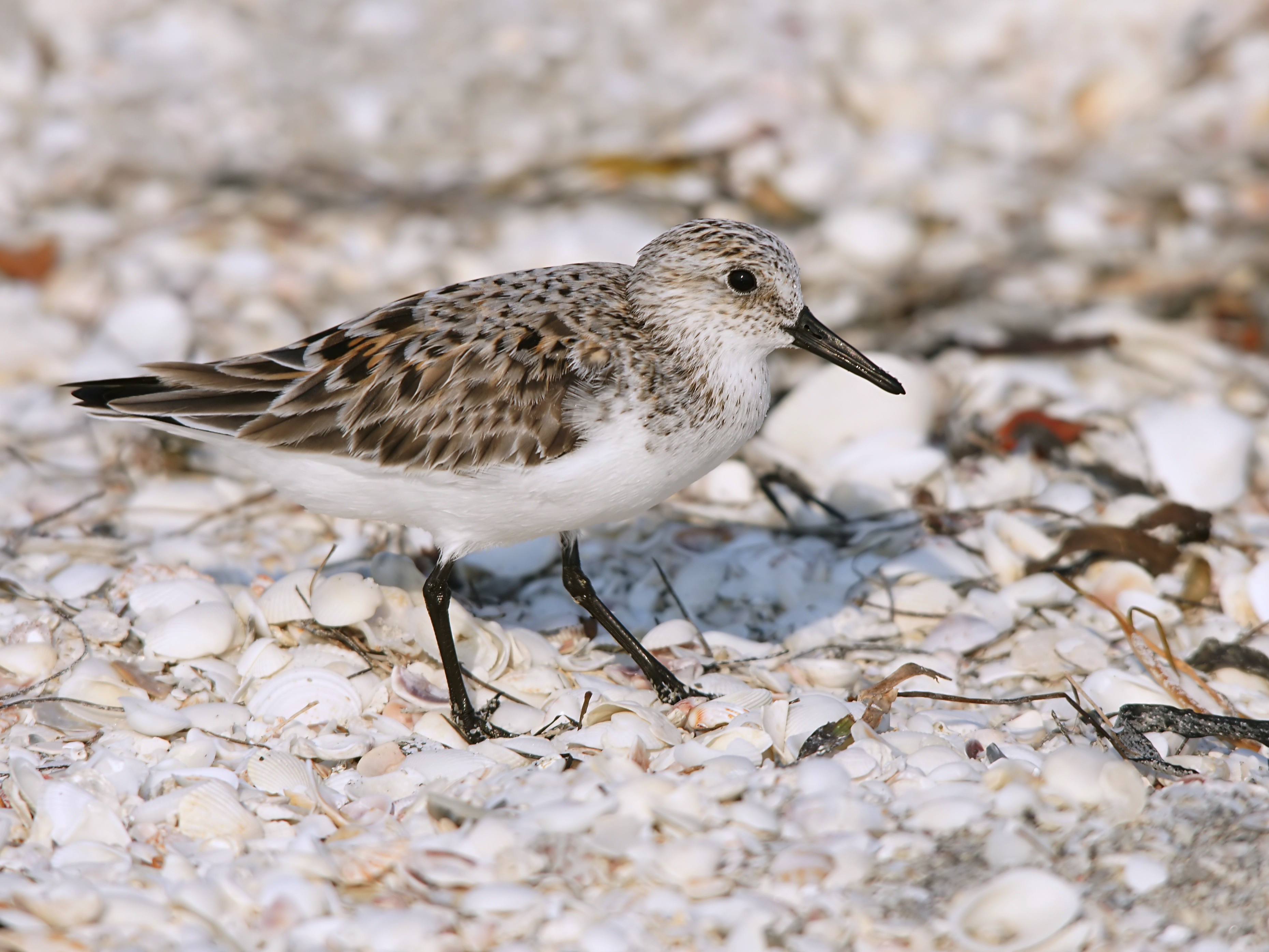 Calidris alba (adult summer), Sanibel Island, Florida