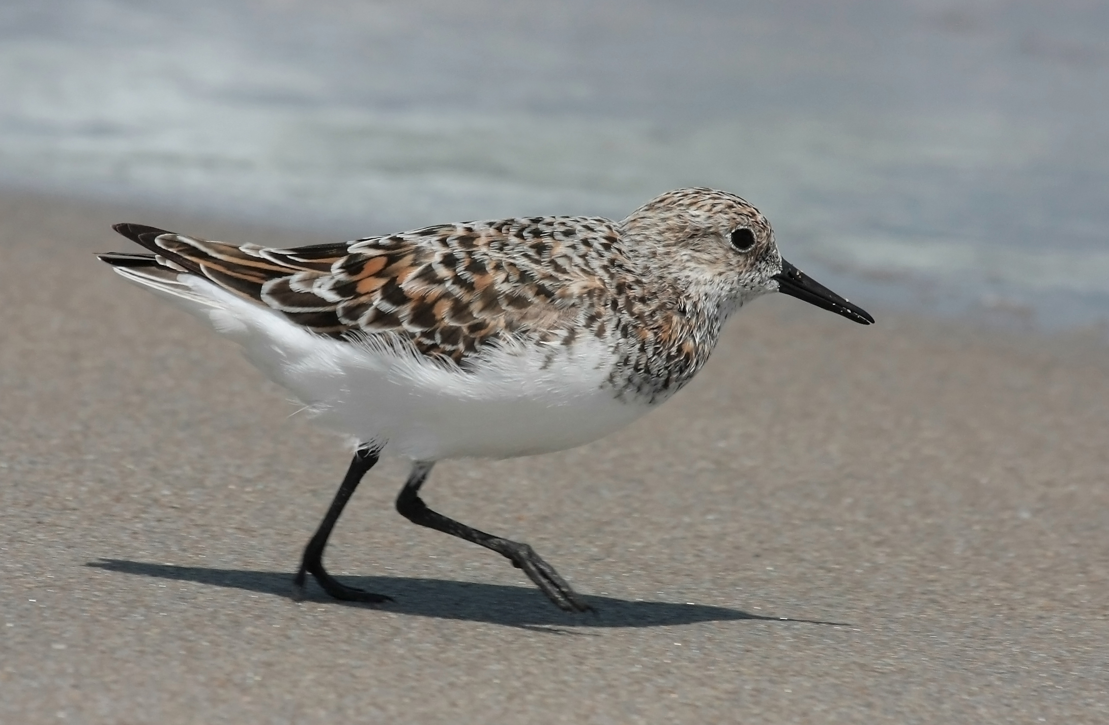 Calidris alba running 5