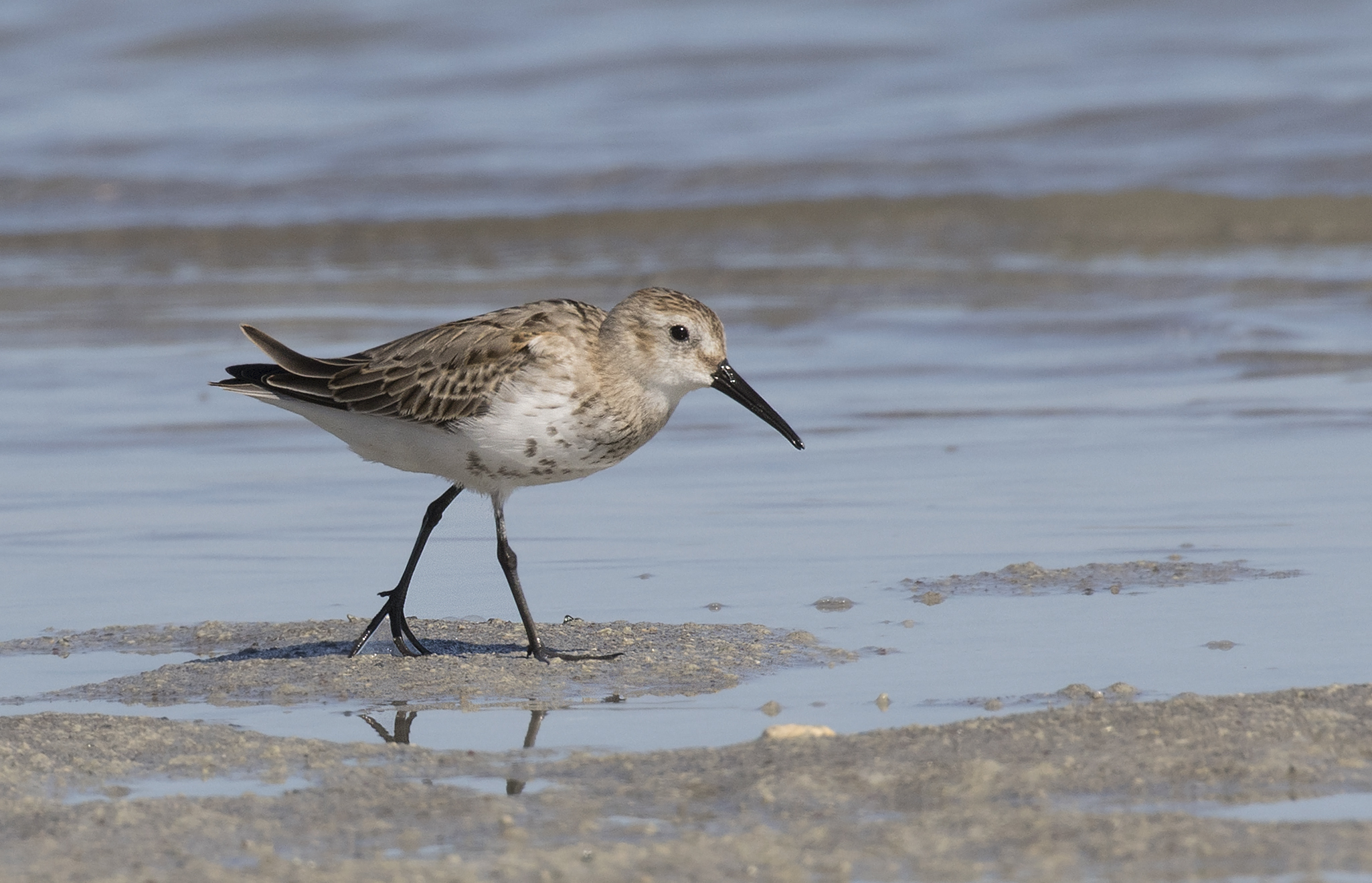 Calidris alpina - Dunlin, Mersin 2016-10-01 05-2