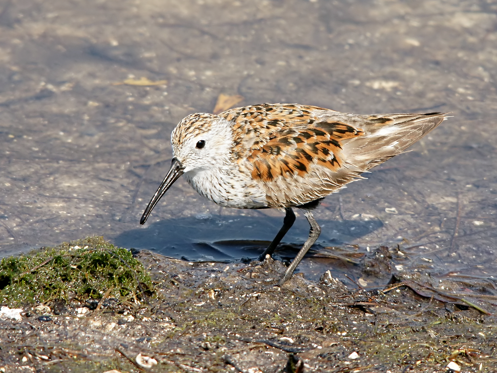 Calidris alpina (foraging)