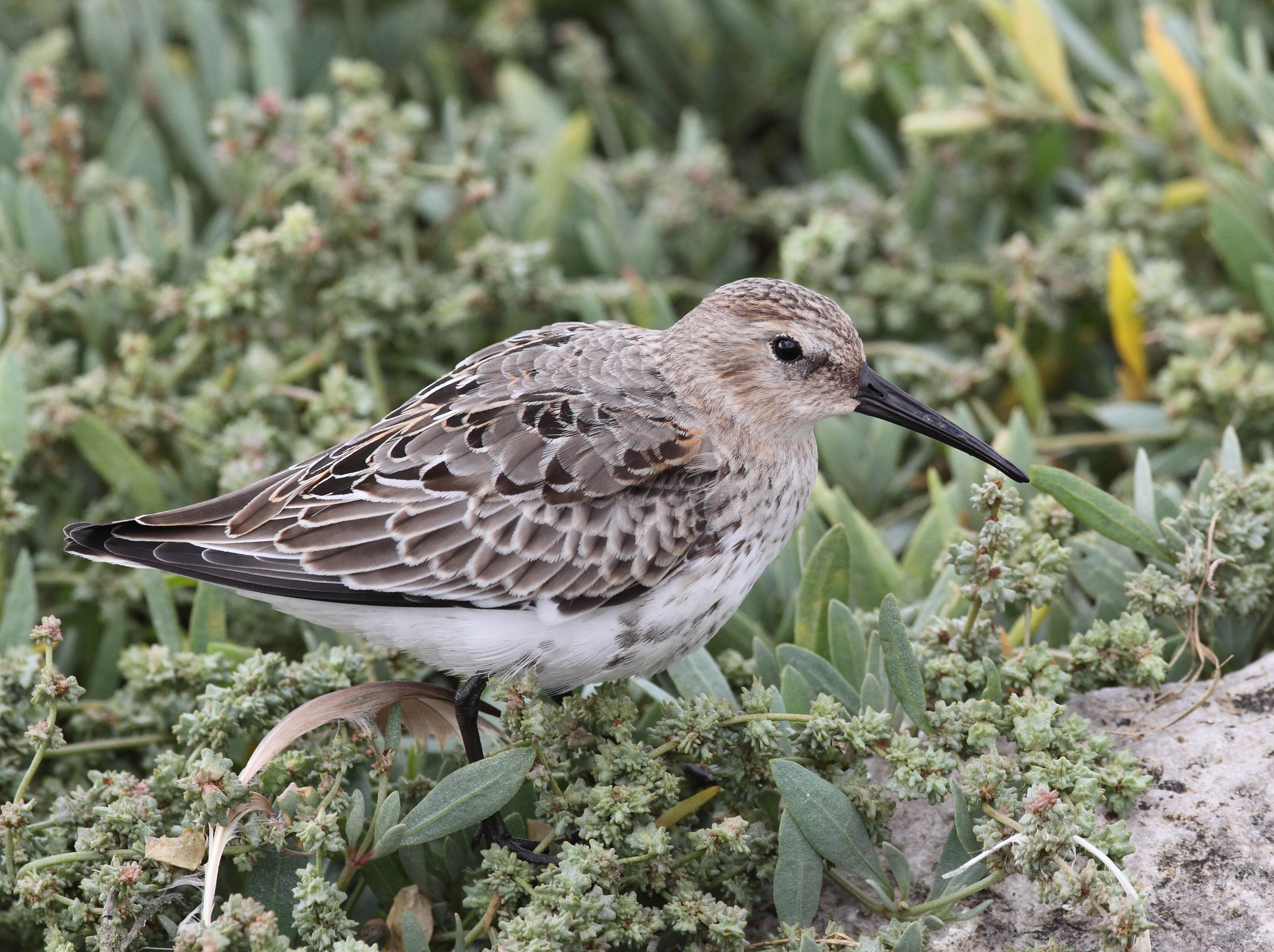 Calidris alpina pibydd y mawn