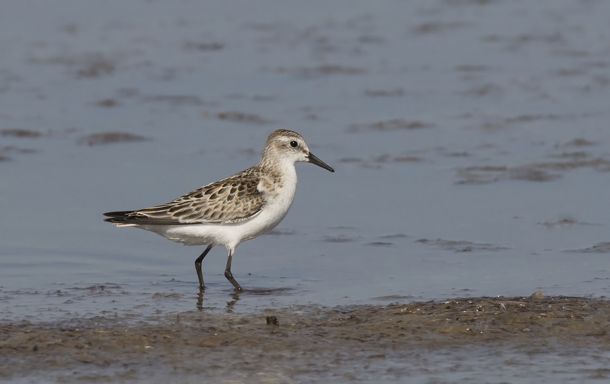 Calidris minuta - Little stint, Adana 2016-11-05 01-2