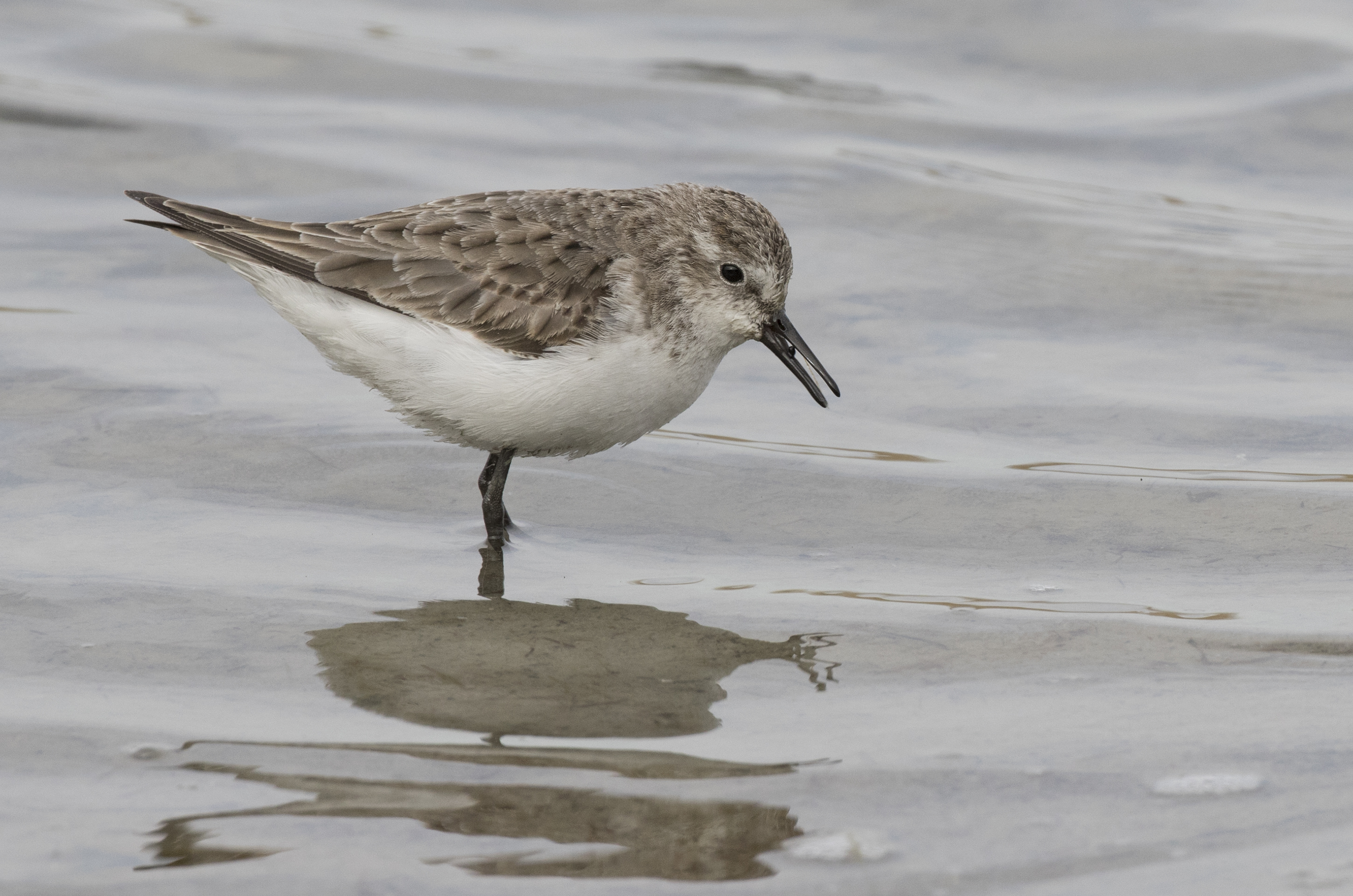 Calidris minuta - Little stint, Adana 2016-12-17 03-3
