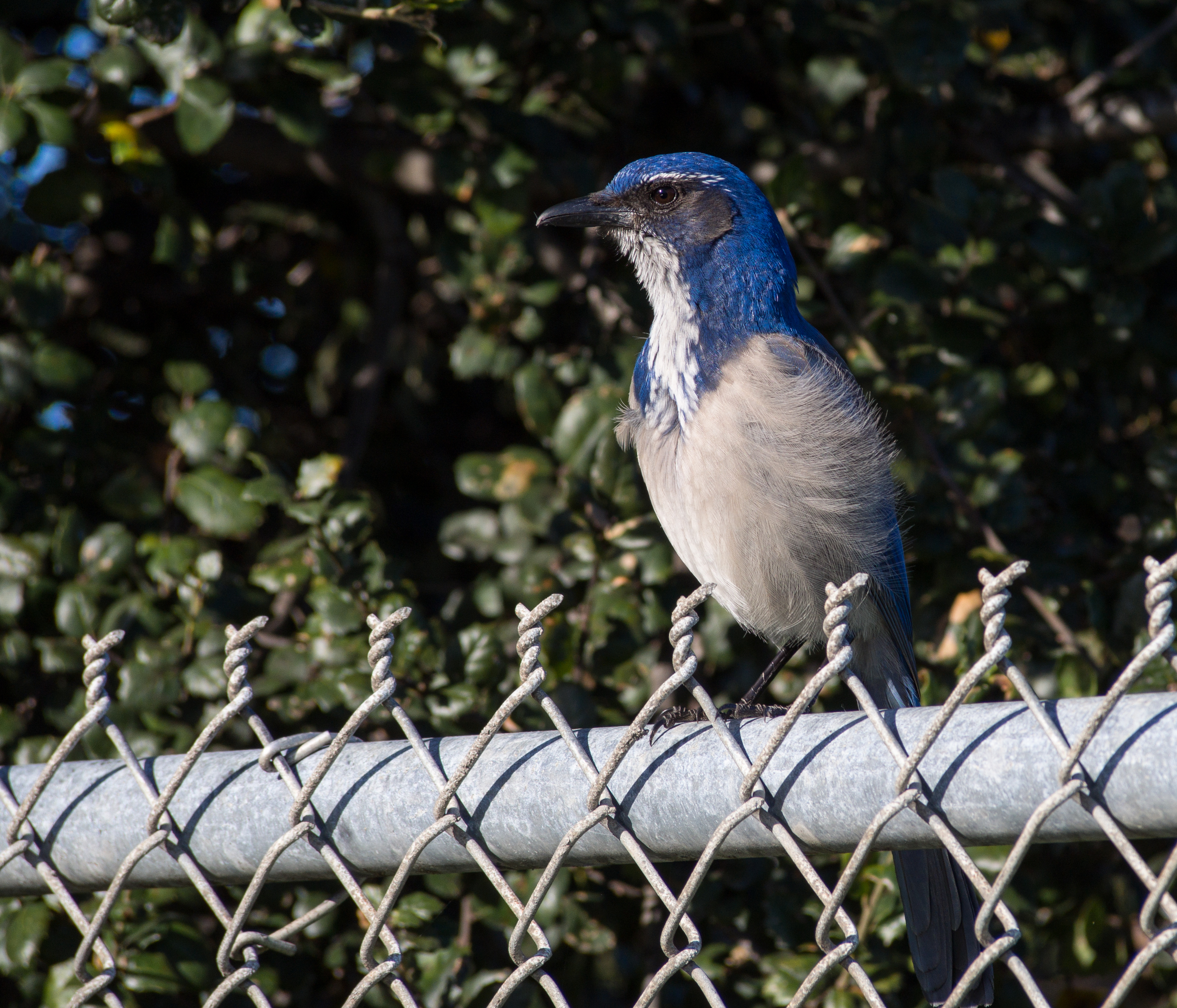 California scrub jay (12188)