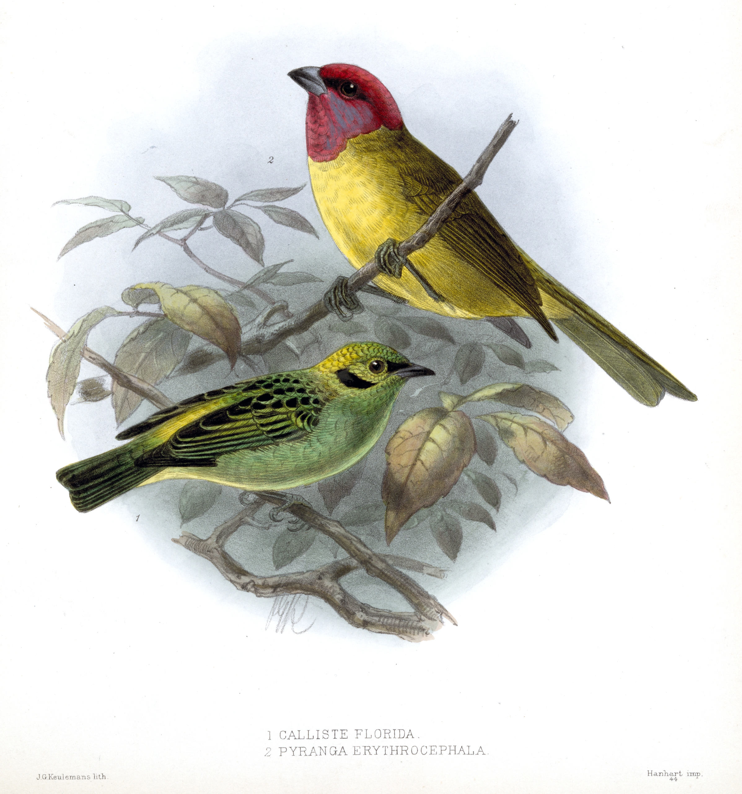 CallistePyrangaKeulemans