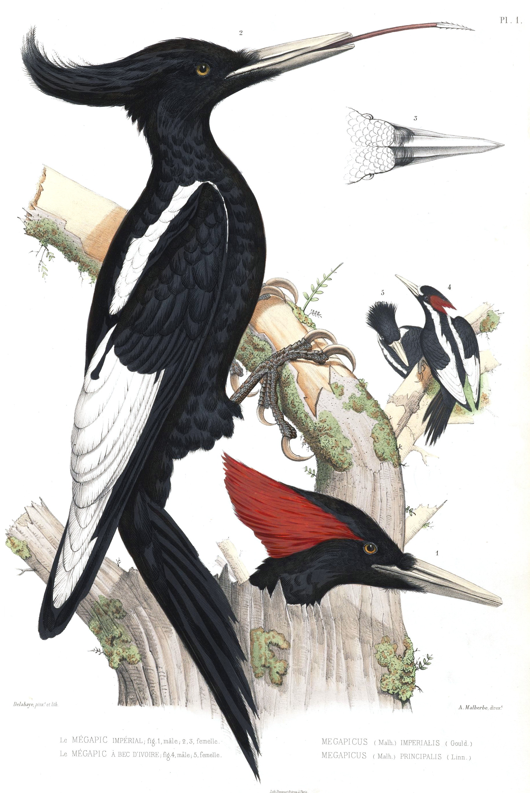 Campephilus imperialisMonographPicideesP001AAA1