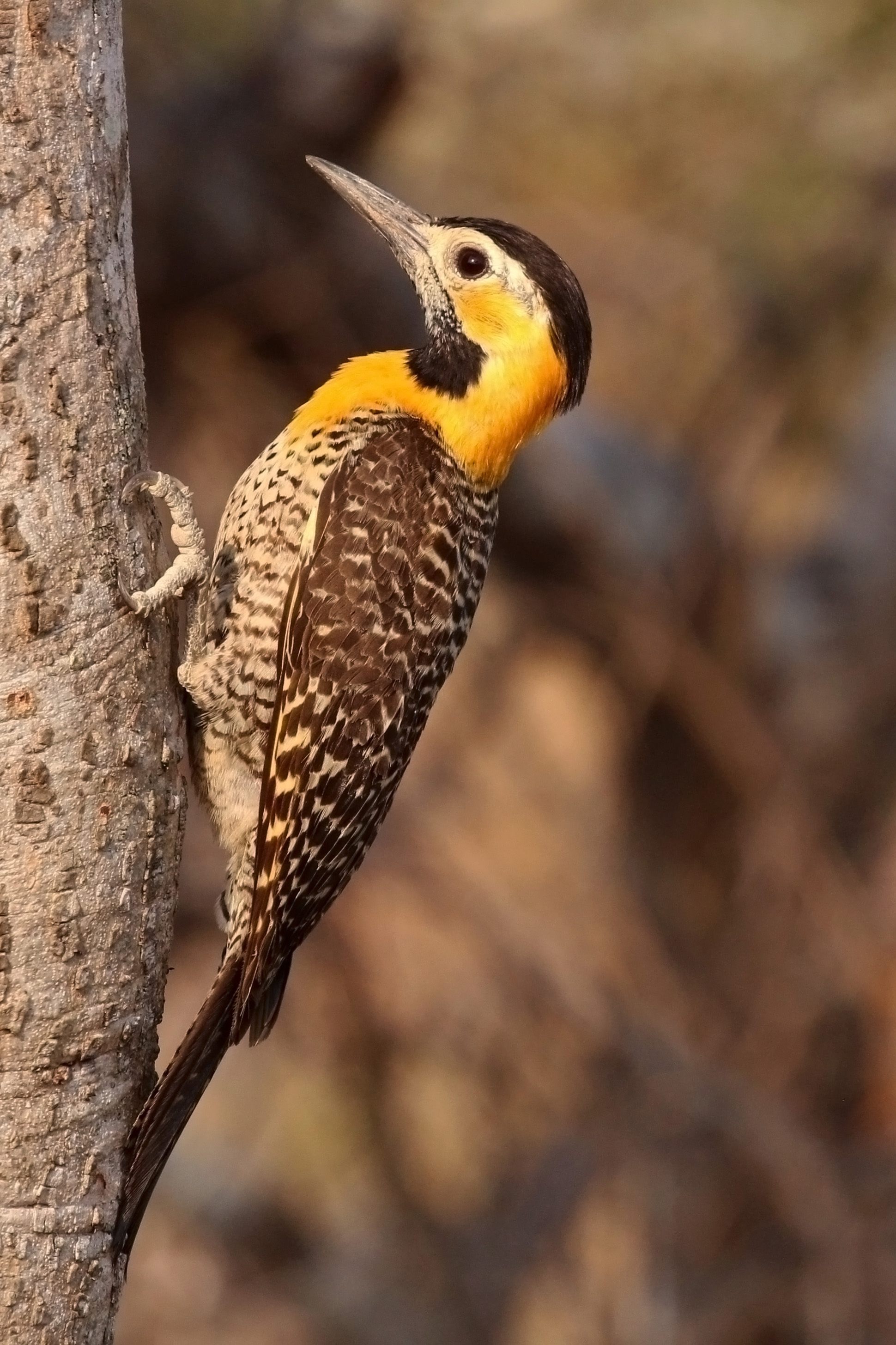 Campo flicker (Colaptes campestris) female