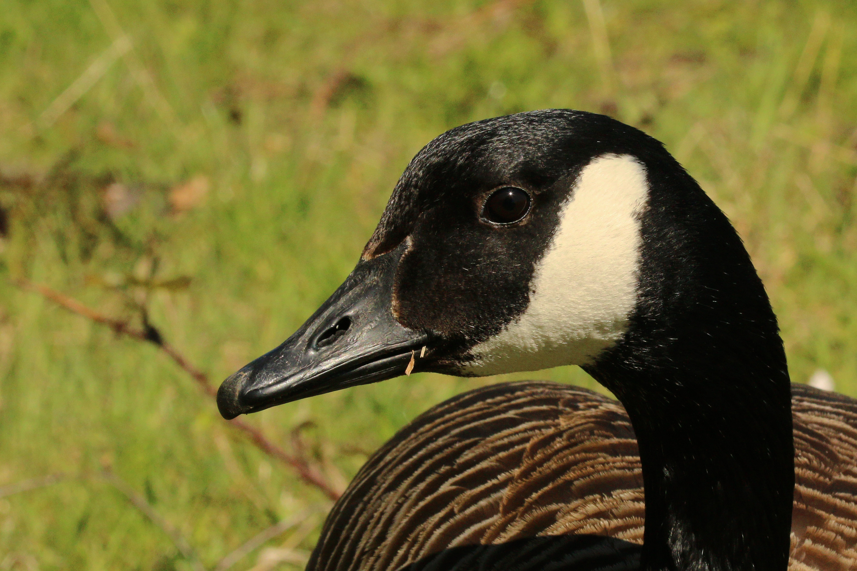 Canada goose (Branta canadensis) head