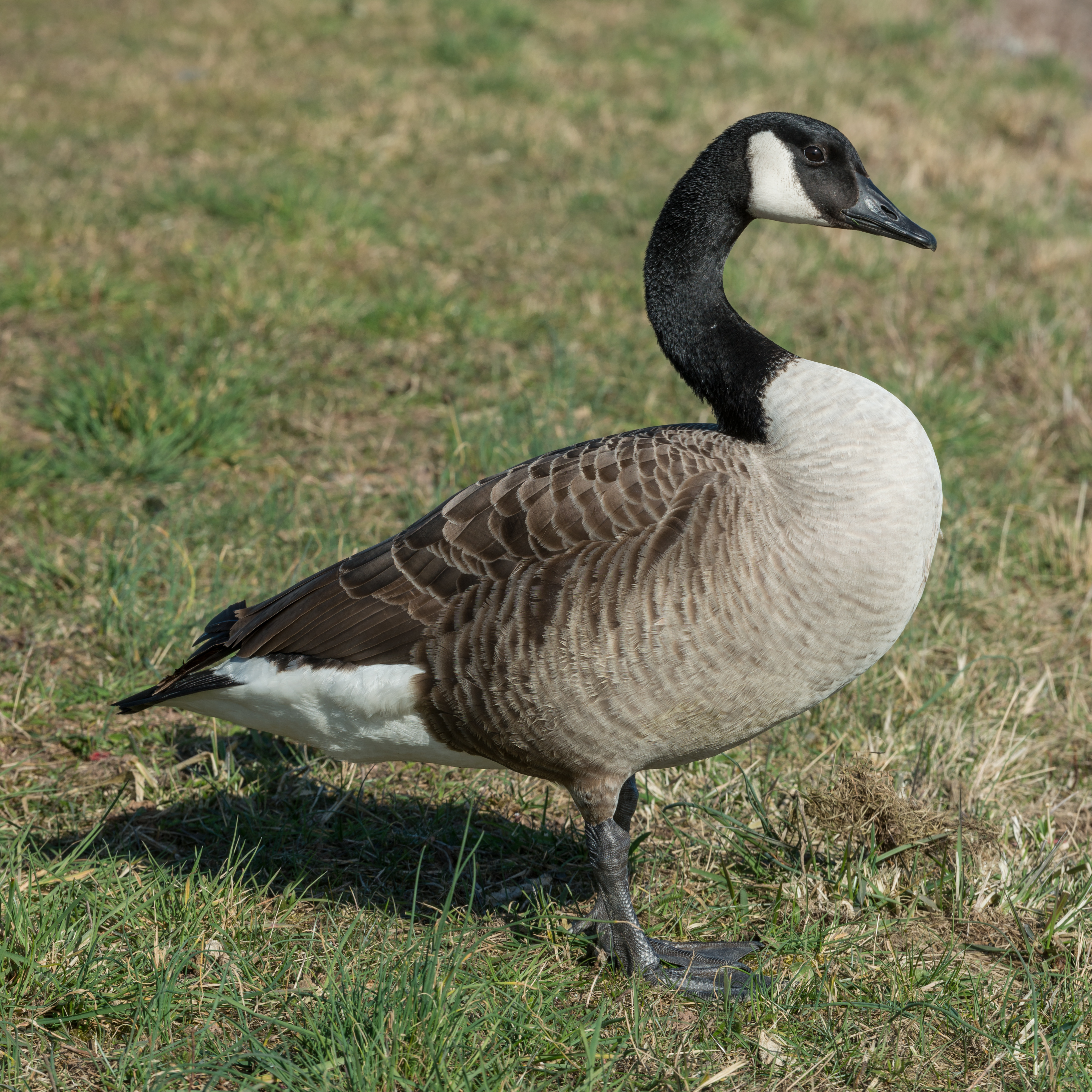 Canada Goose near Oestrich, Germany 20150311 3