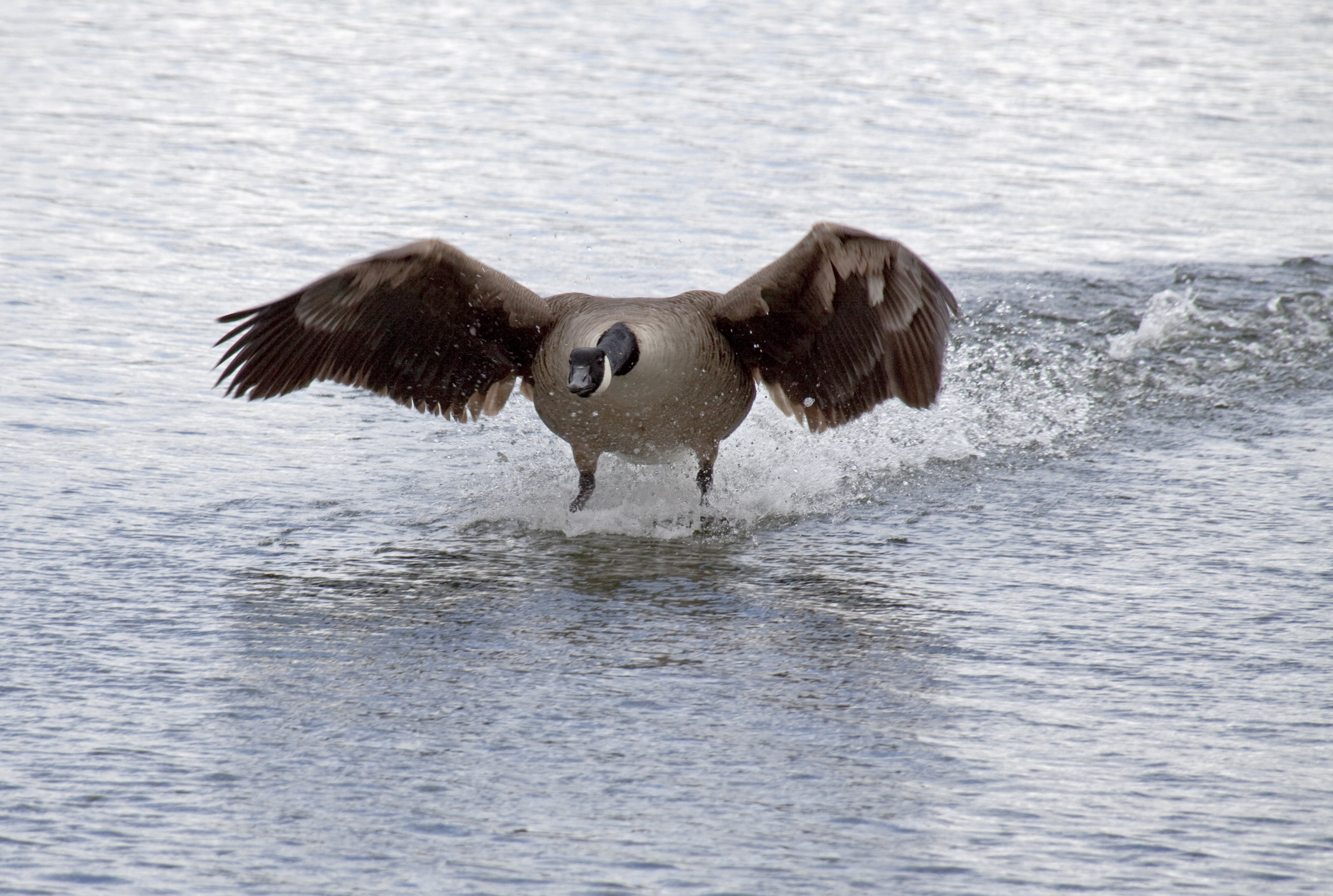 Canada Goose water skiing (3543288962)