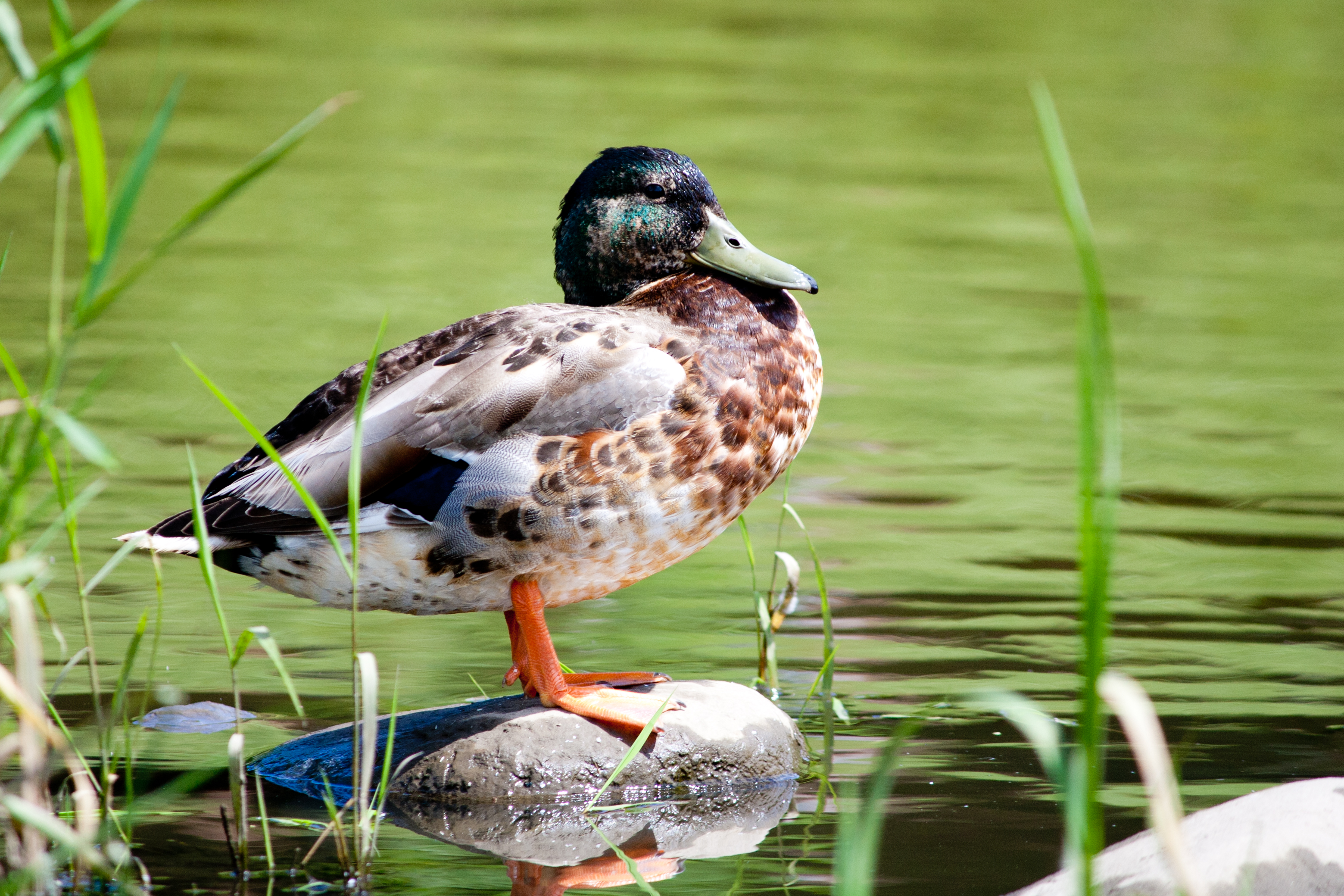 Canard au bassin Lairet - Parc Cartier-Brébeuf