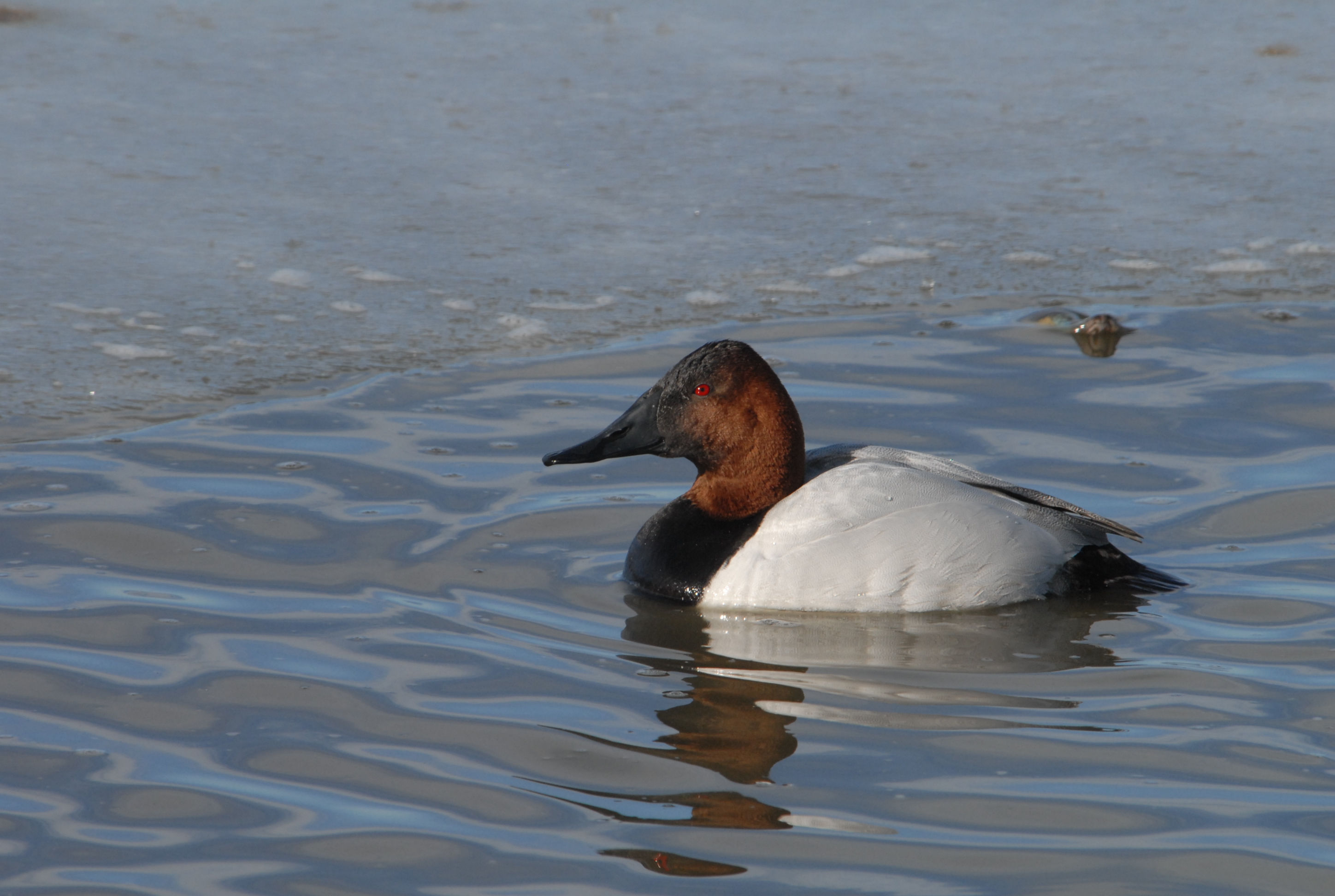 Canvasback drake FWS 12840
