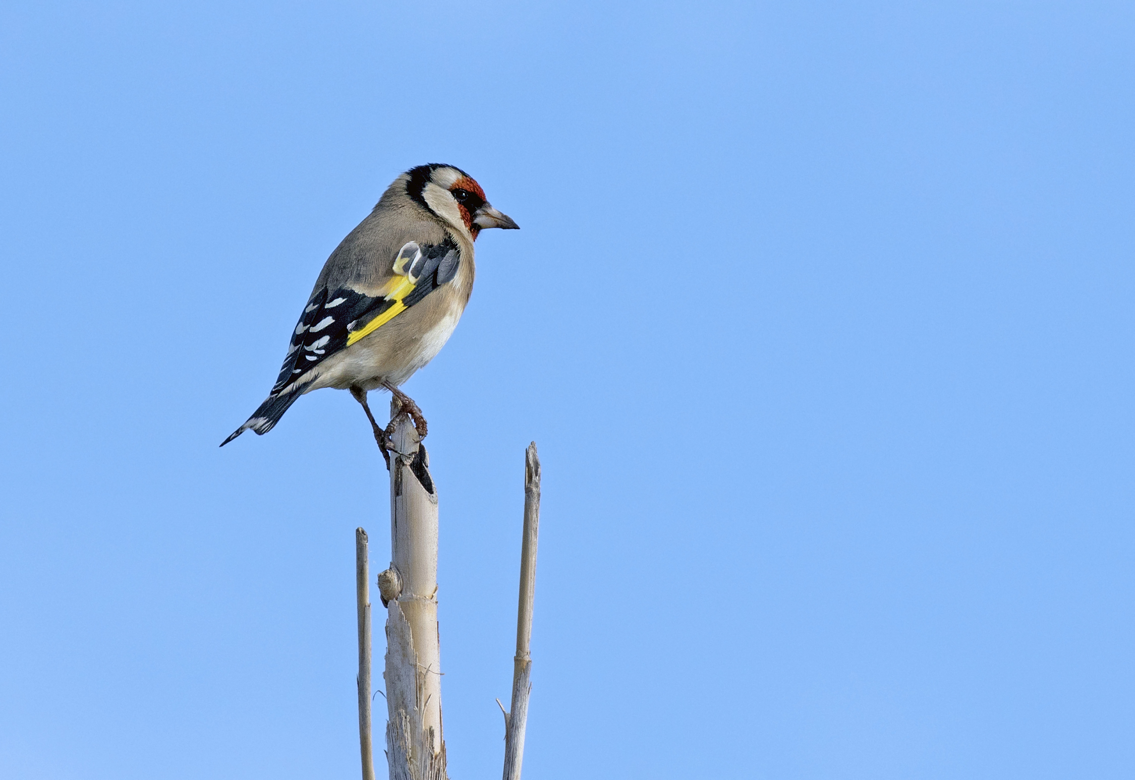 Carduelis carduelis - European goldfinch, Mersin 2016-11-20 01-2