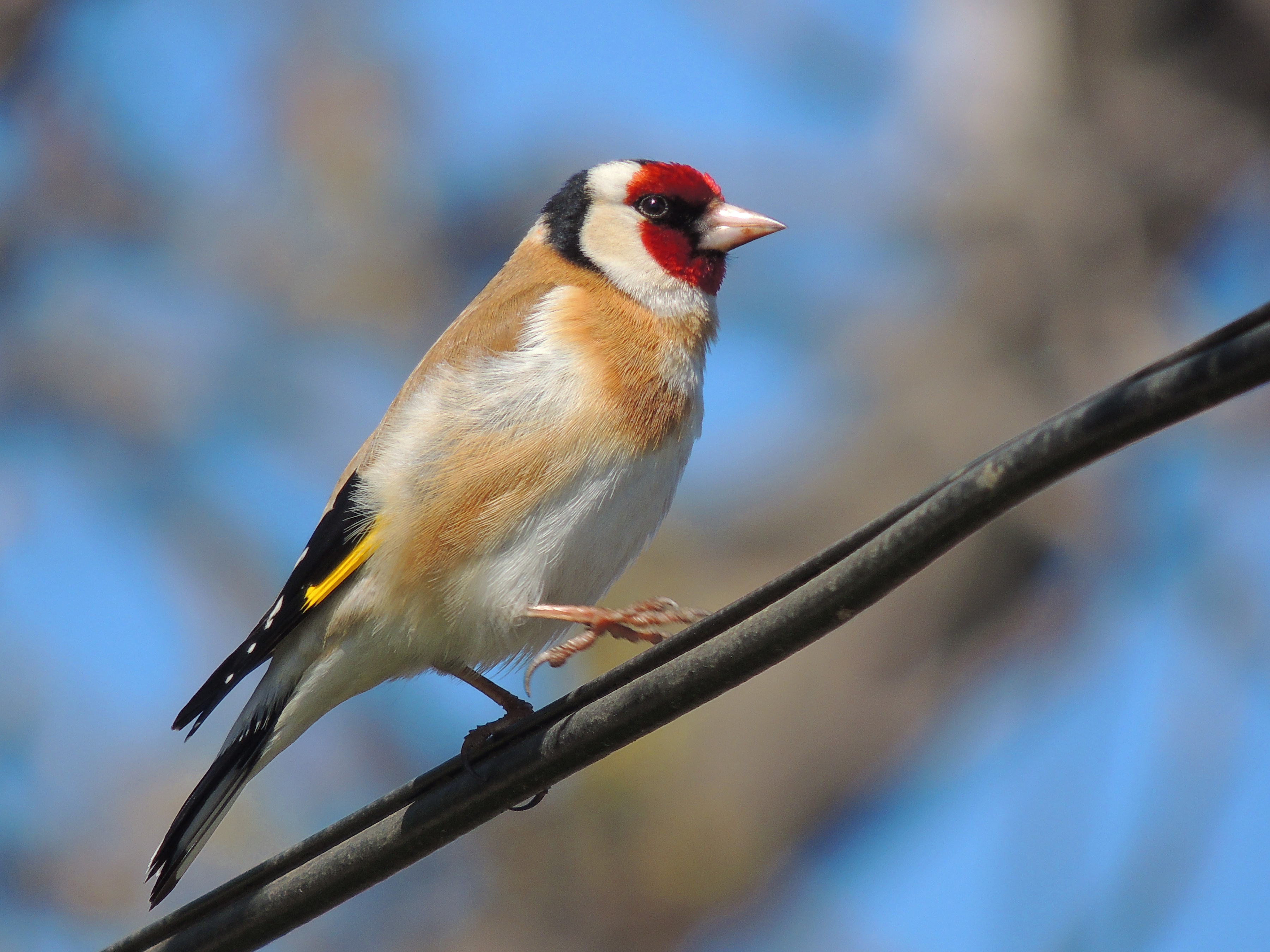 Carduelis carduelis (25860223884)