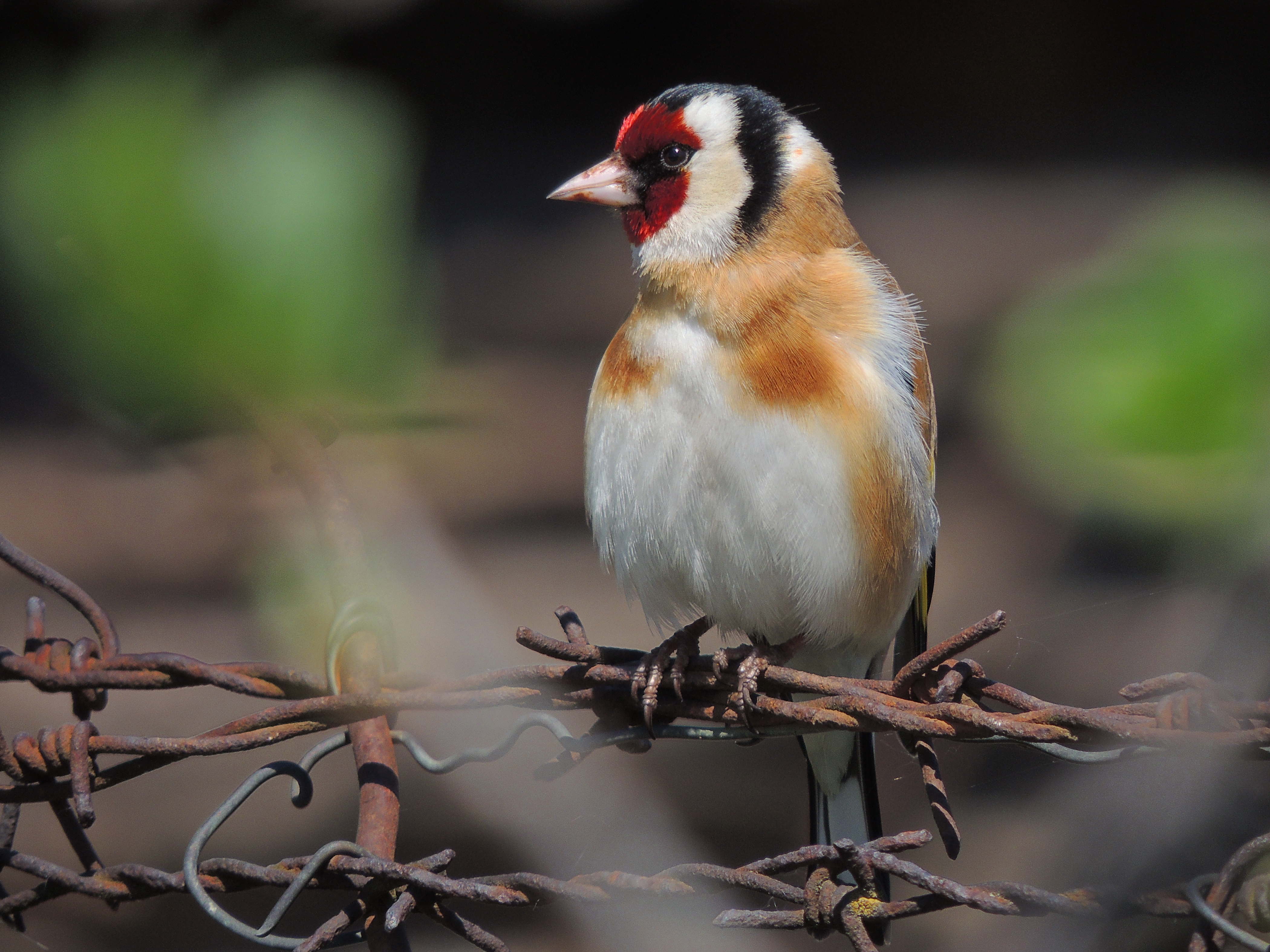 Carduelis carduelis (26487836725)