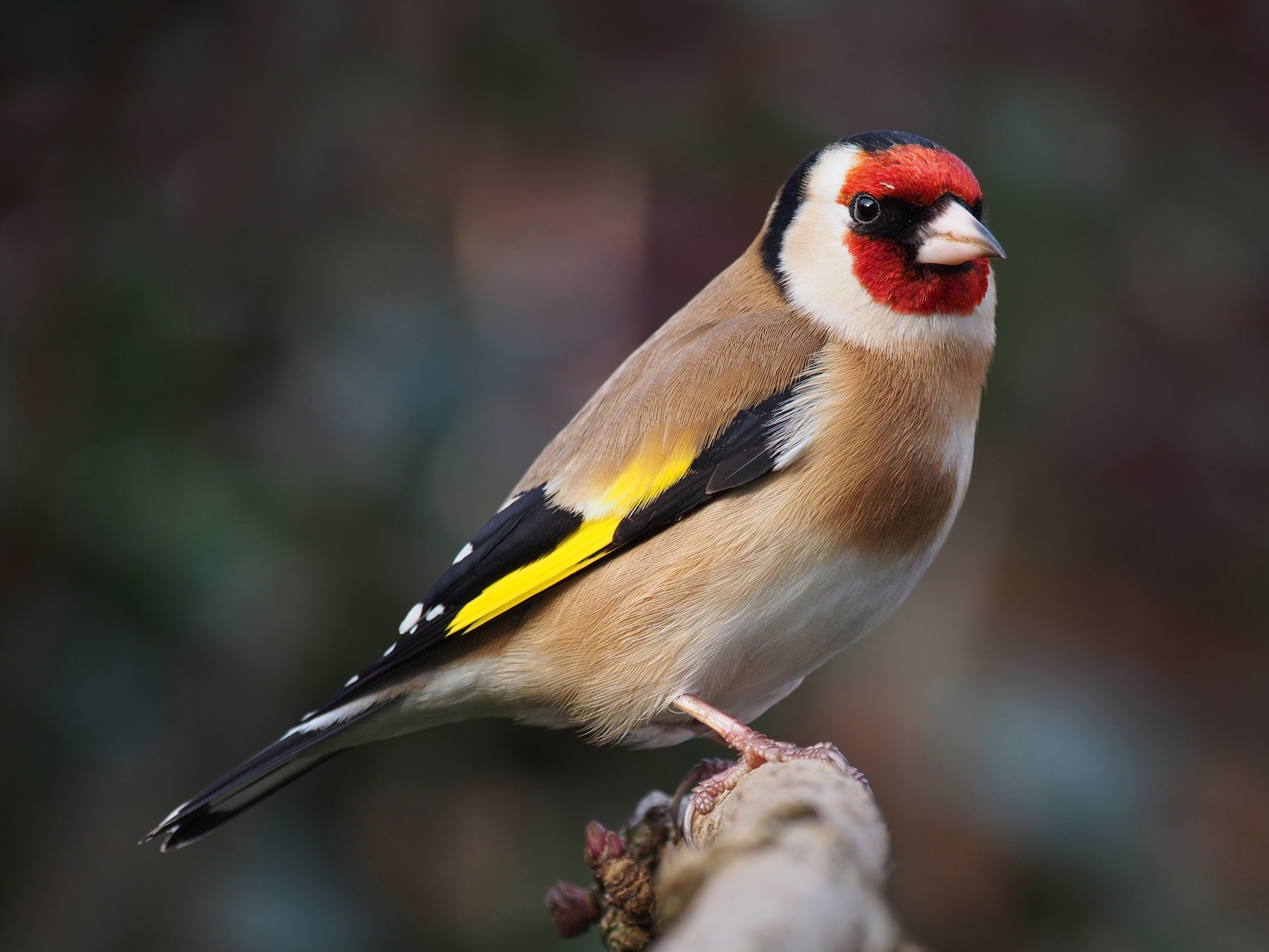 Carduelis carduelis close up 2