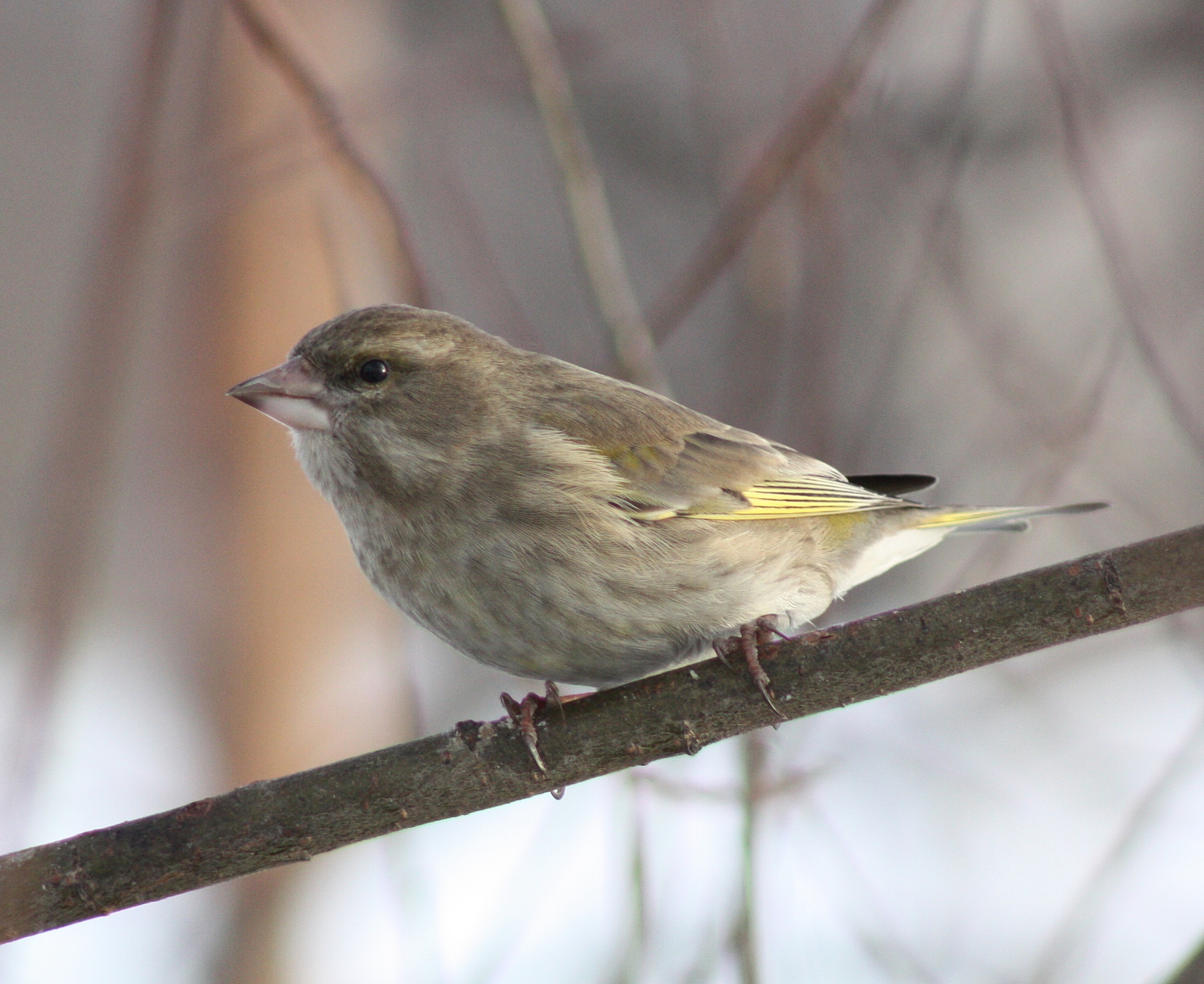 Carduelis chloris Oulu 20110305