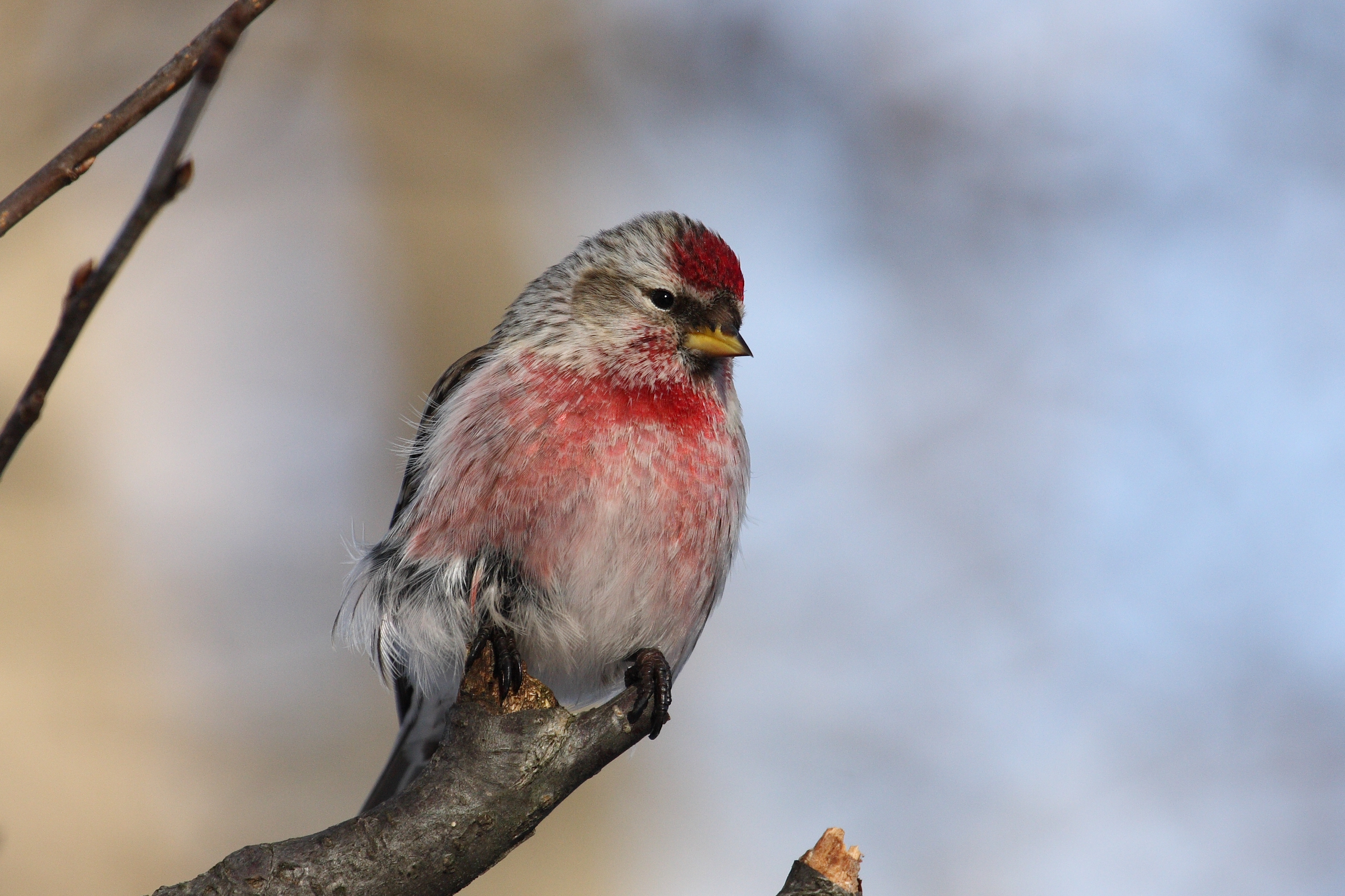 Carduelis flammea CT6