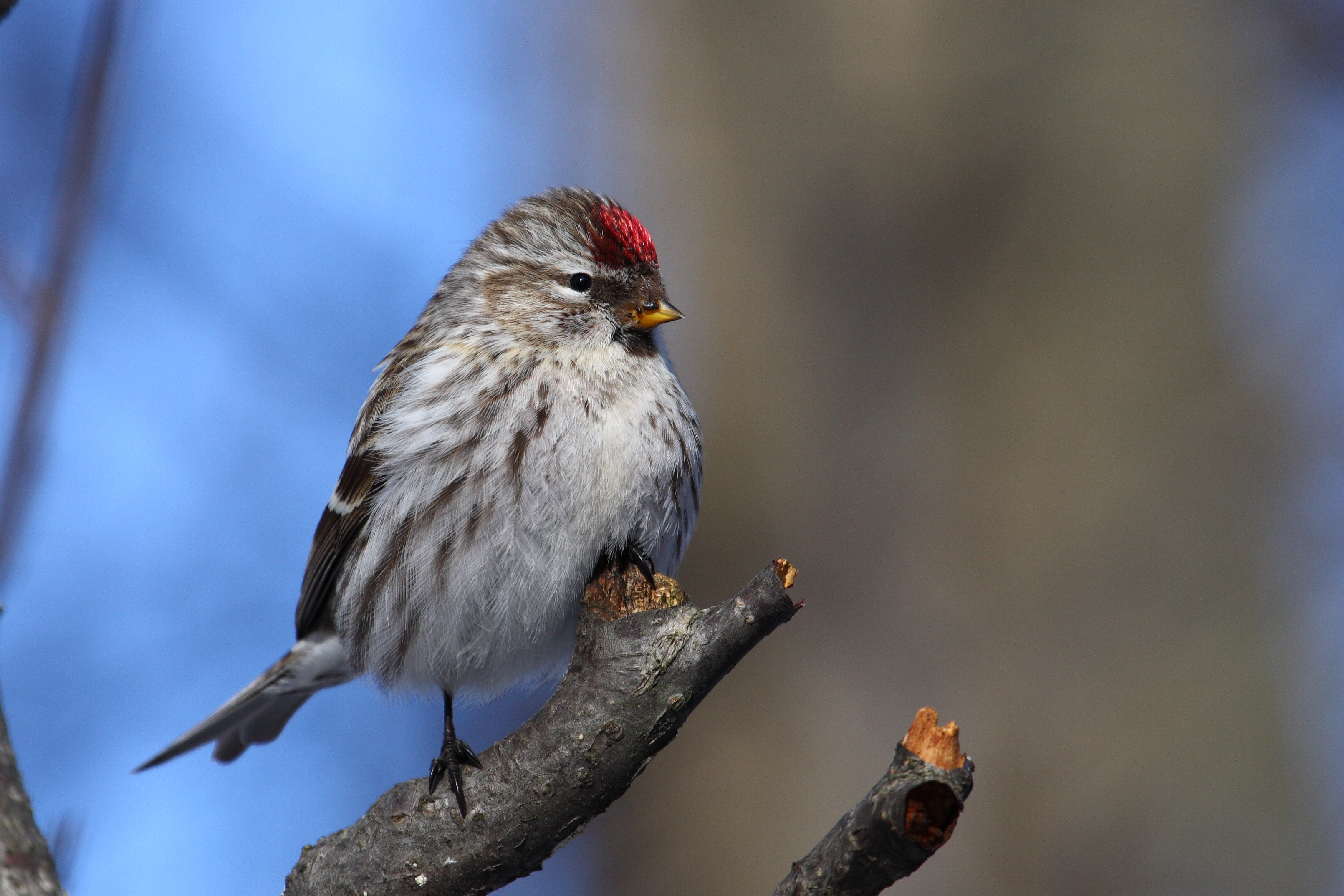 Carduelis flammea CT7