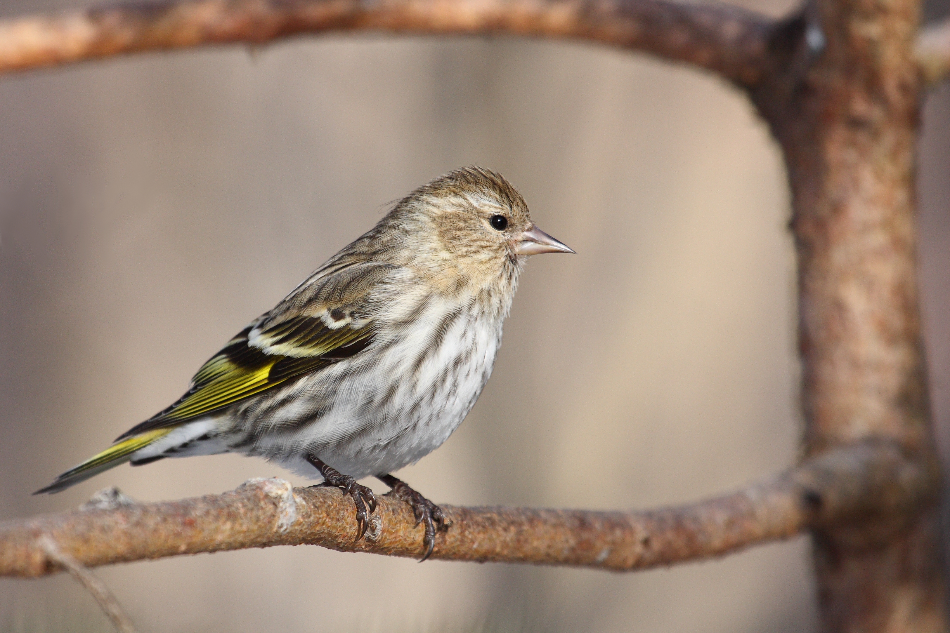 Carduelis pinus CT6