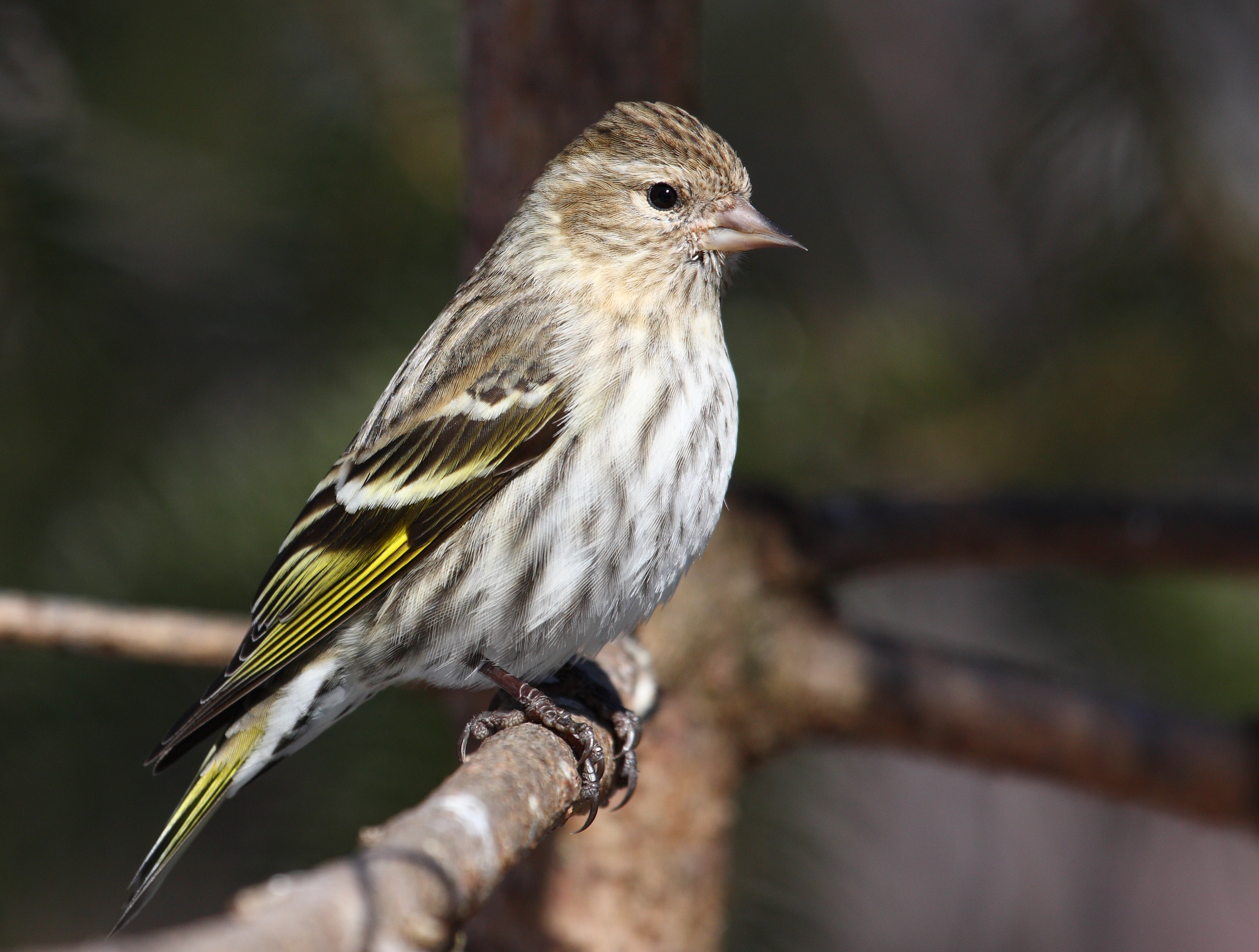 Carduelis pinus CT8