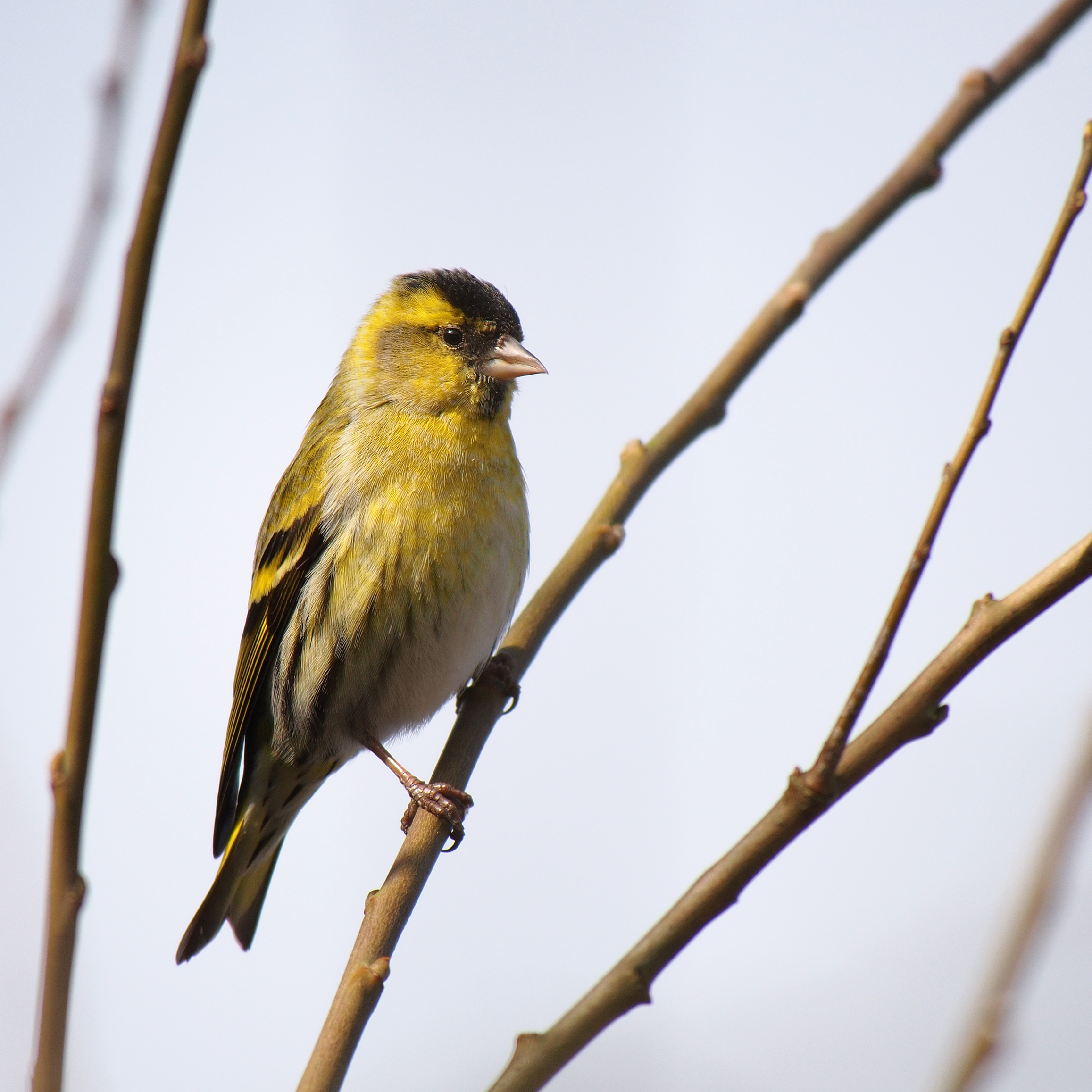 Carduelis spinus - male