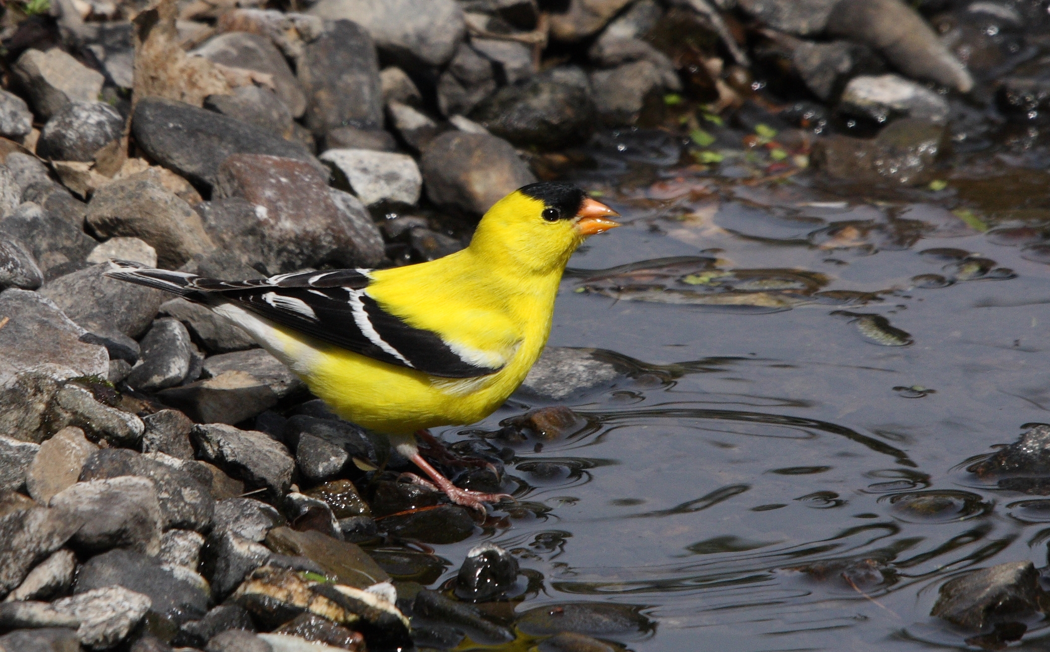 Carduelis tristis QC