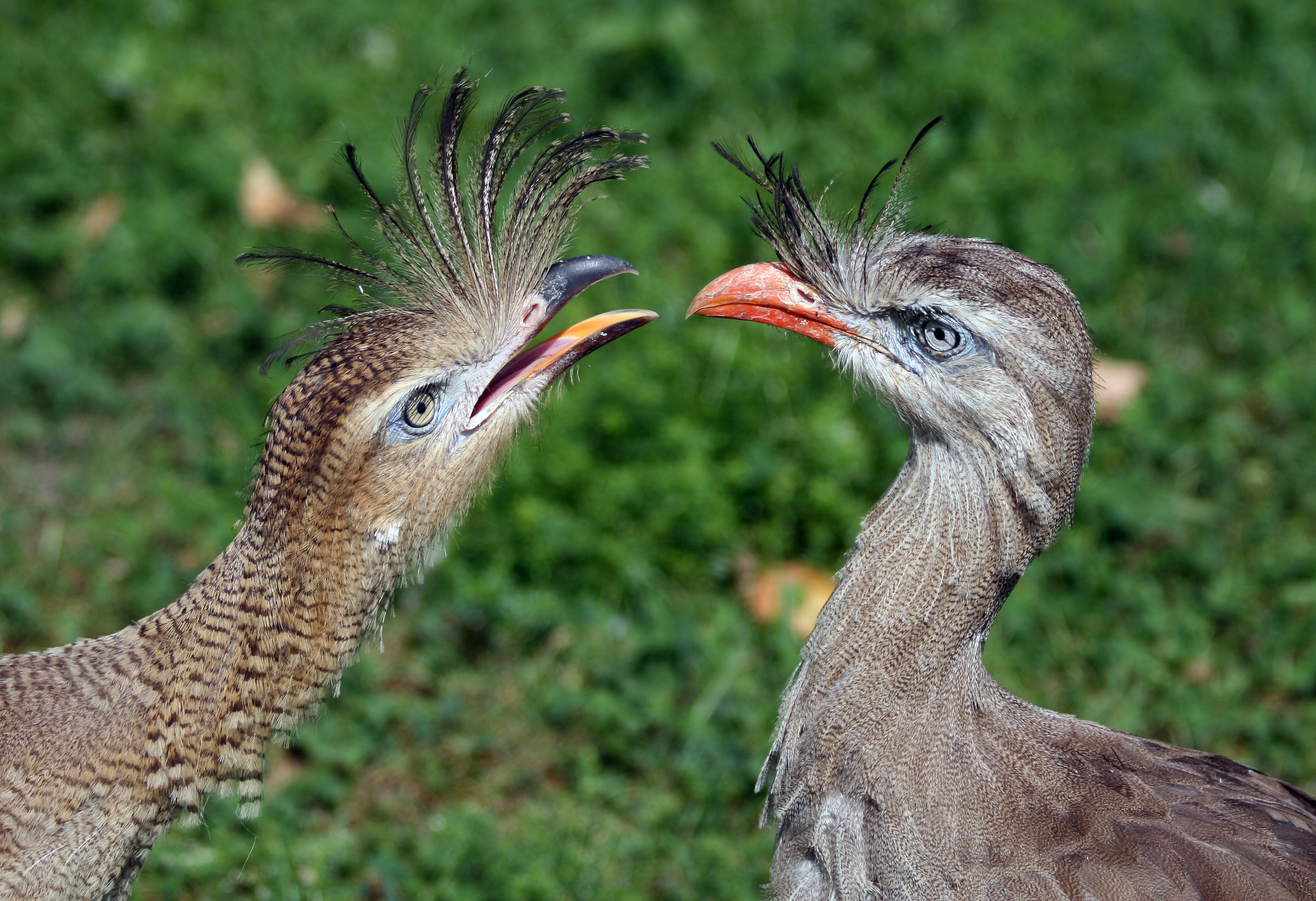 Cariama cristata Vienna2008
