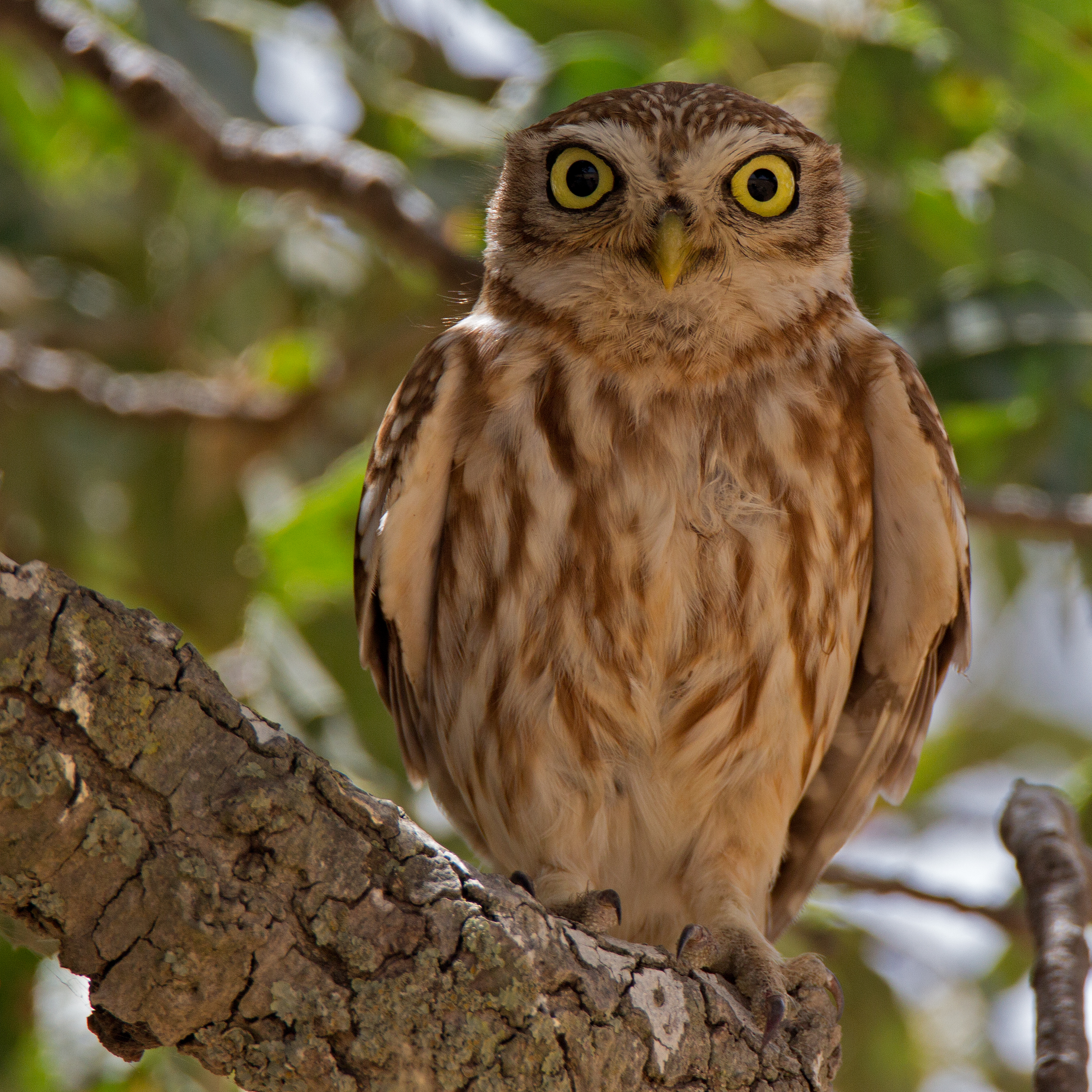 Carine noctua