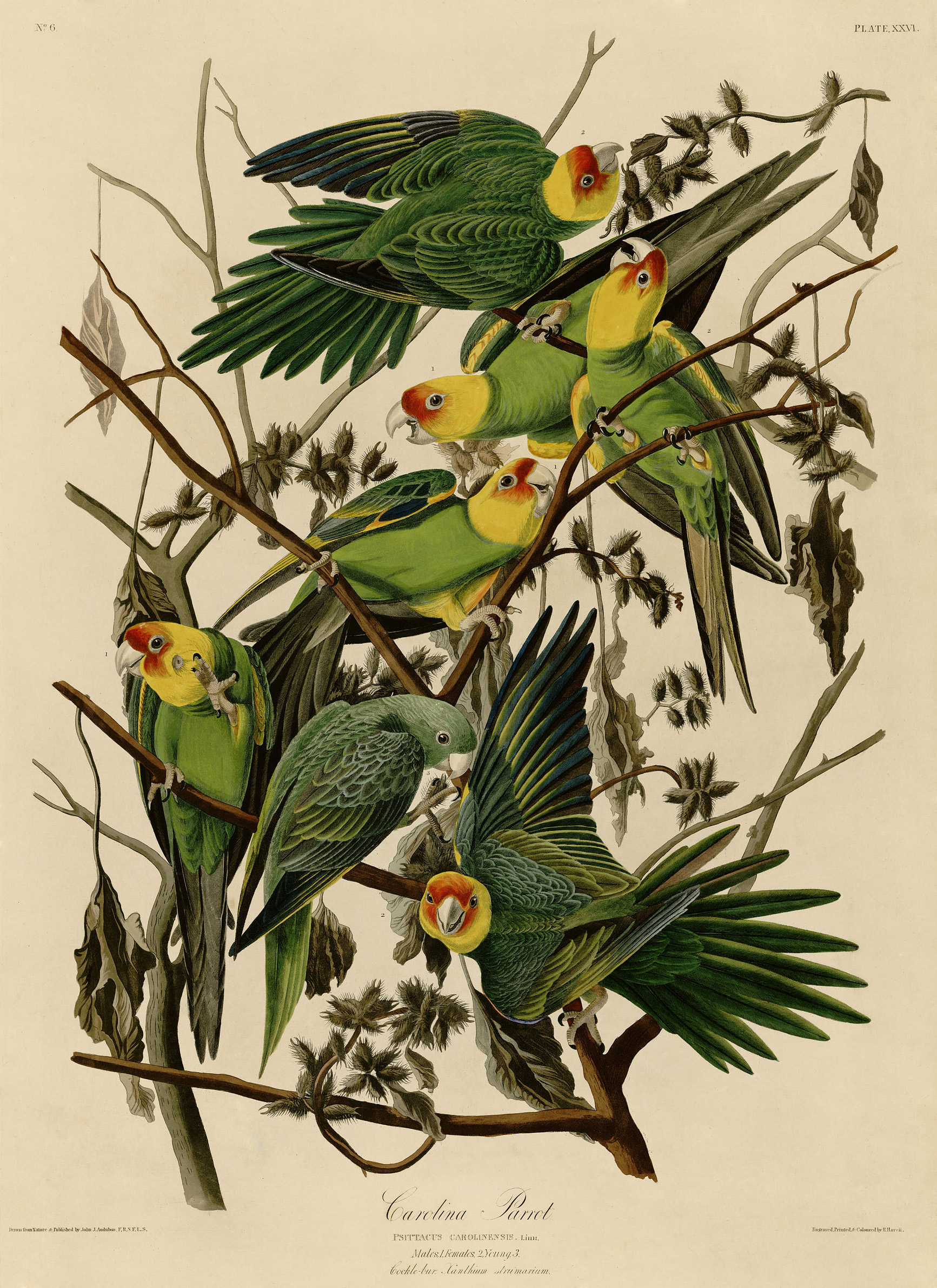 Carolina Parrot (Audubon)