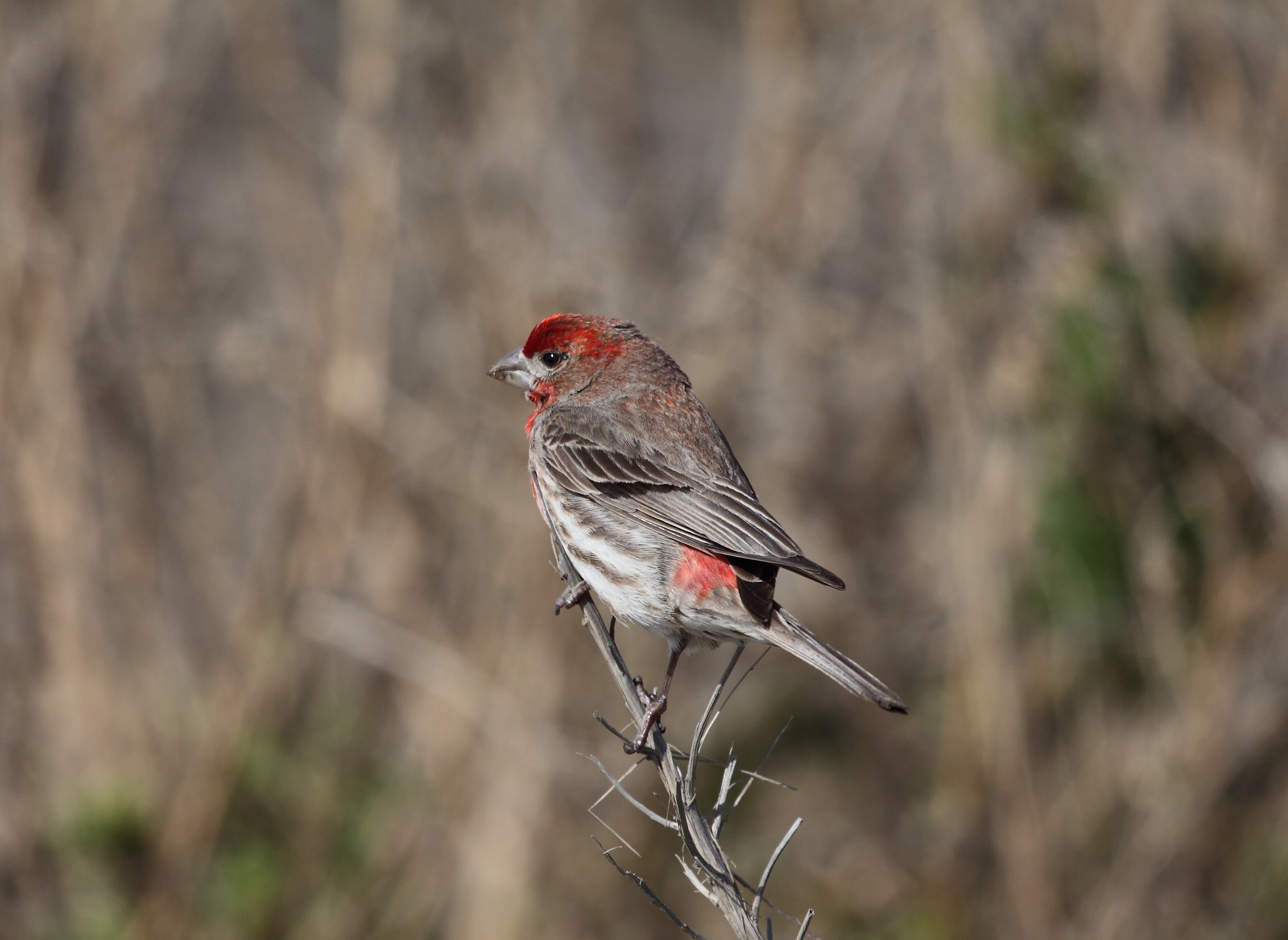 Carpodacus mexicanus5