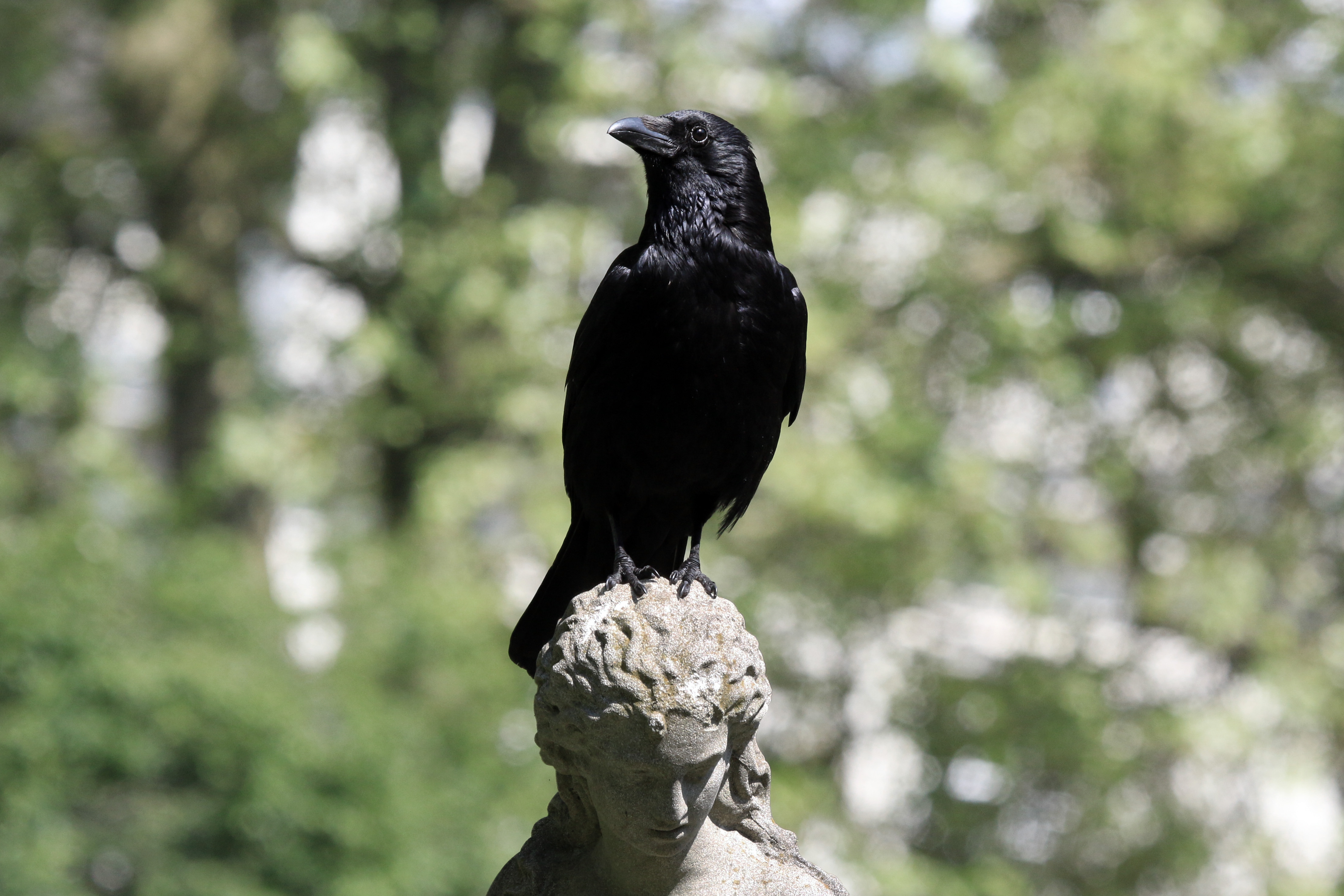 Carrion Crow (Corvus corone) Pimlico