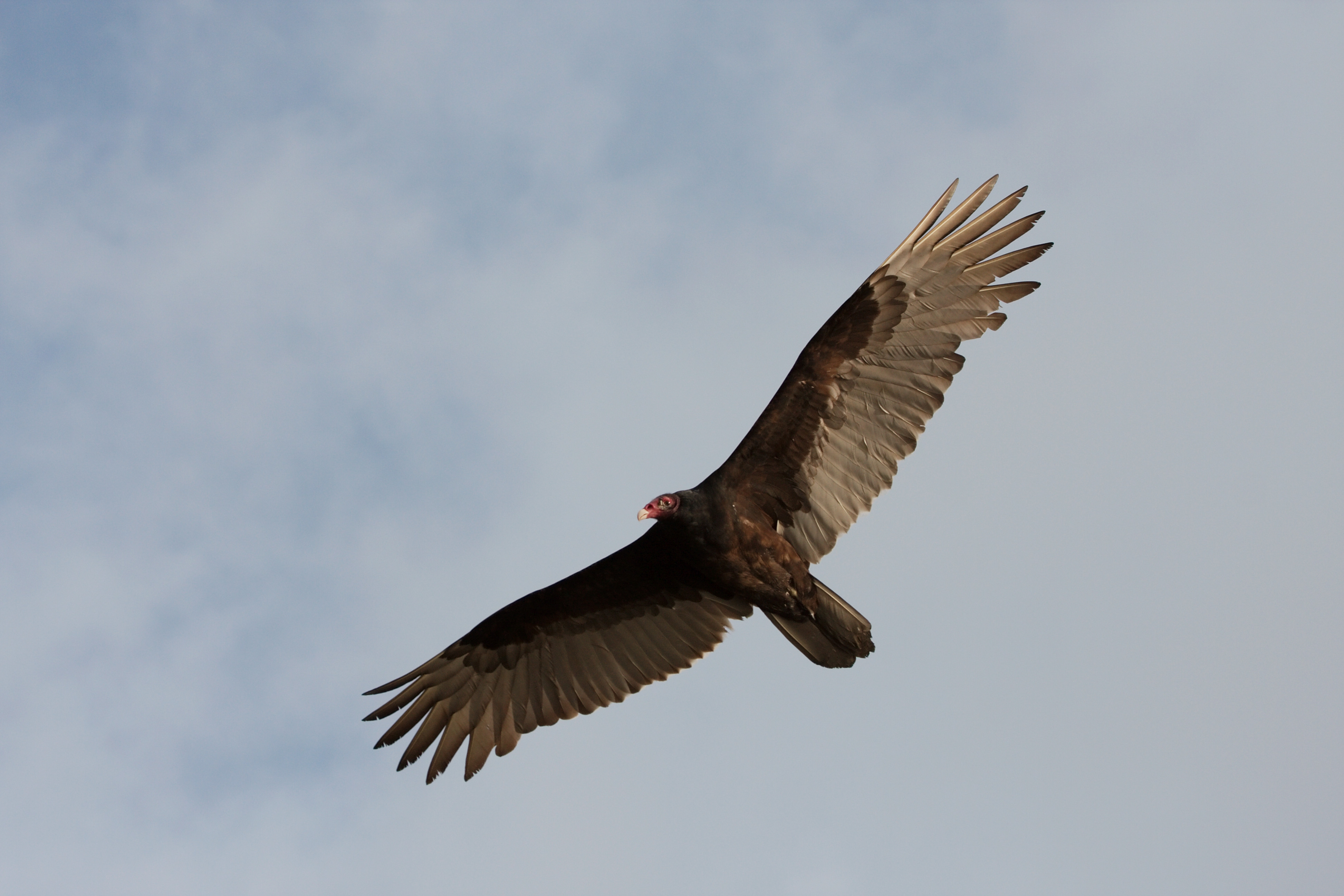Cathartes aura -Florida -USA -flying-8