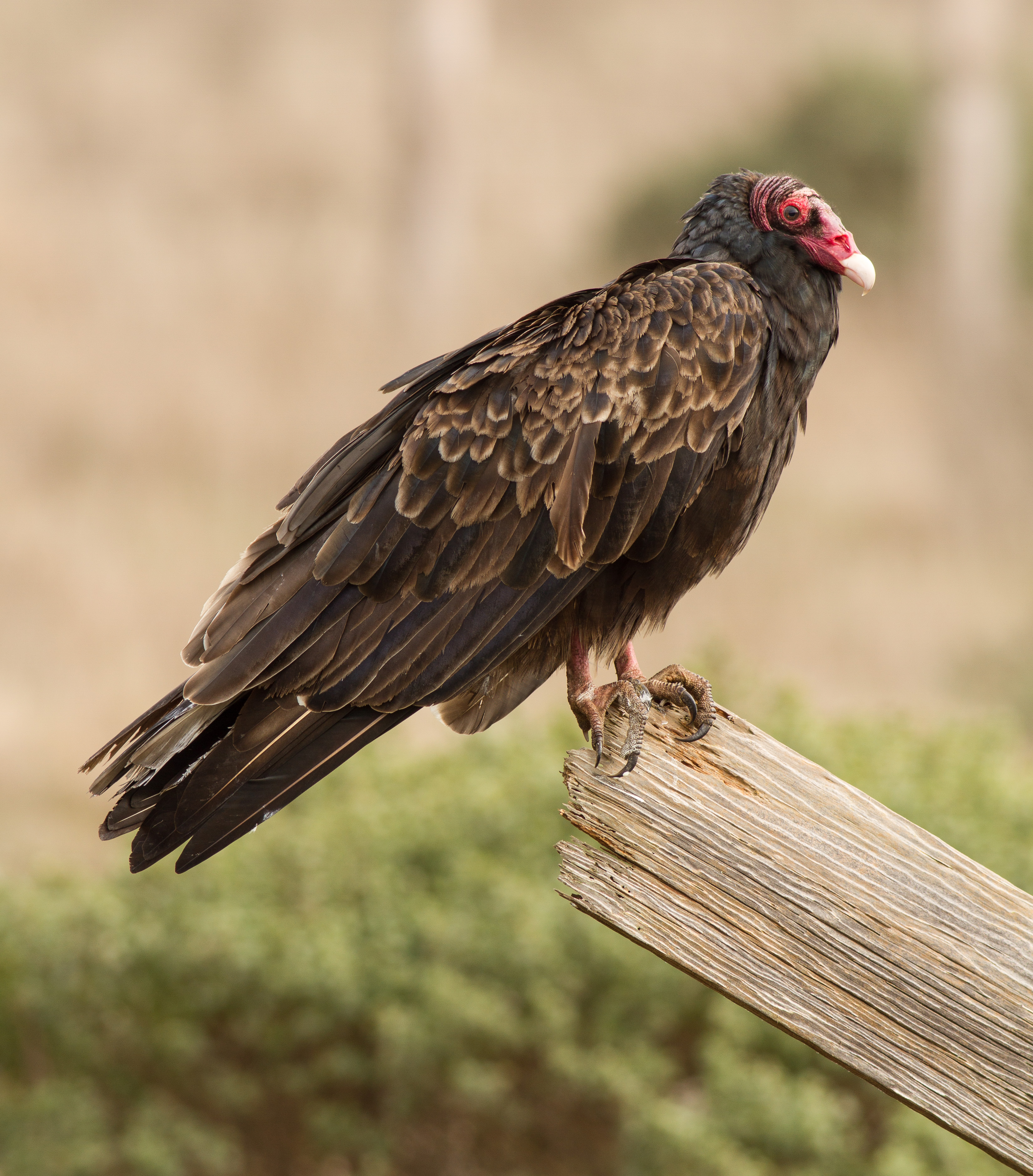 Cathartes aura at Tomales Bay