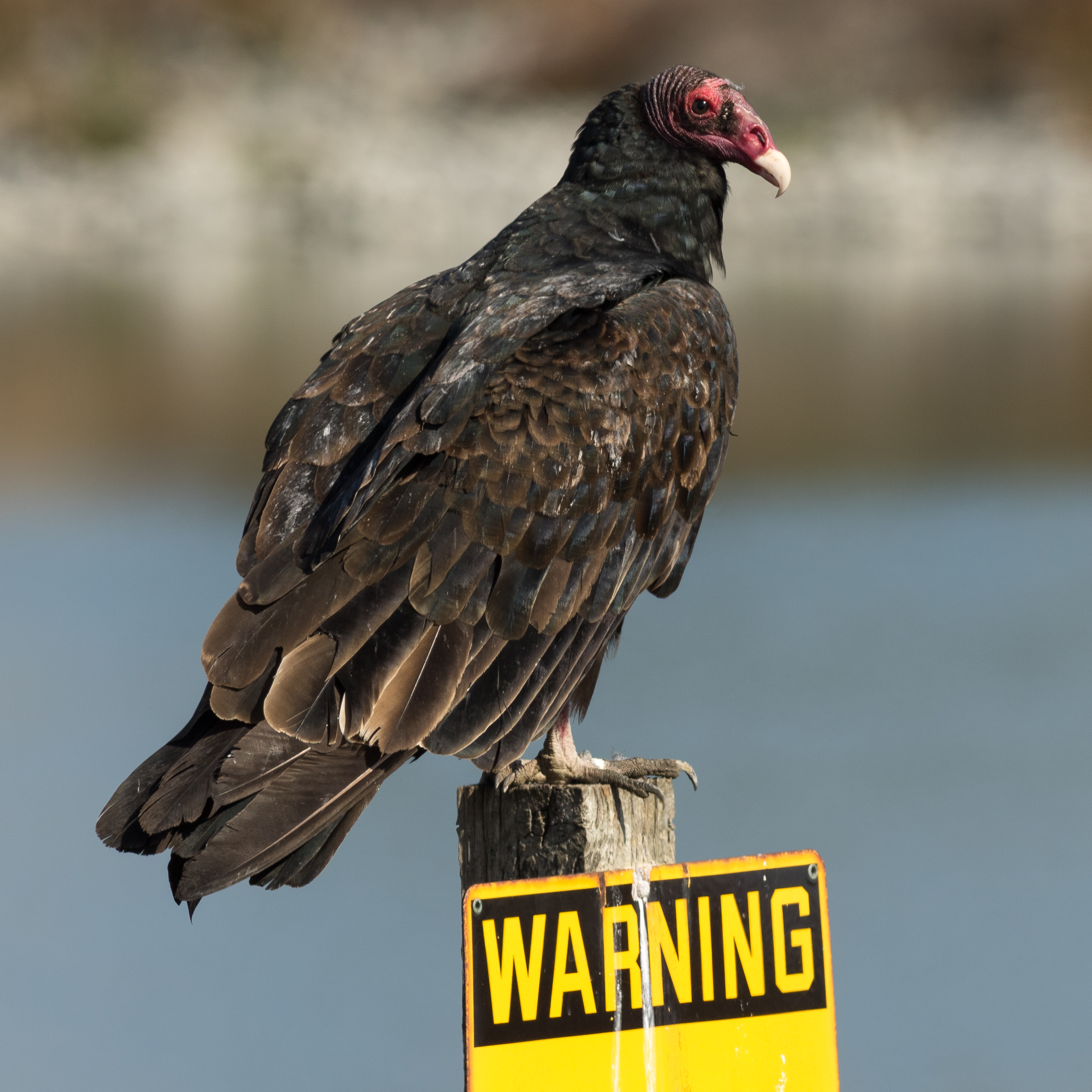 Cathartes aura septentrionalis at Las Gallinas Wildlife Pond