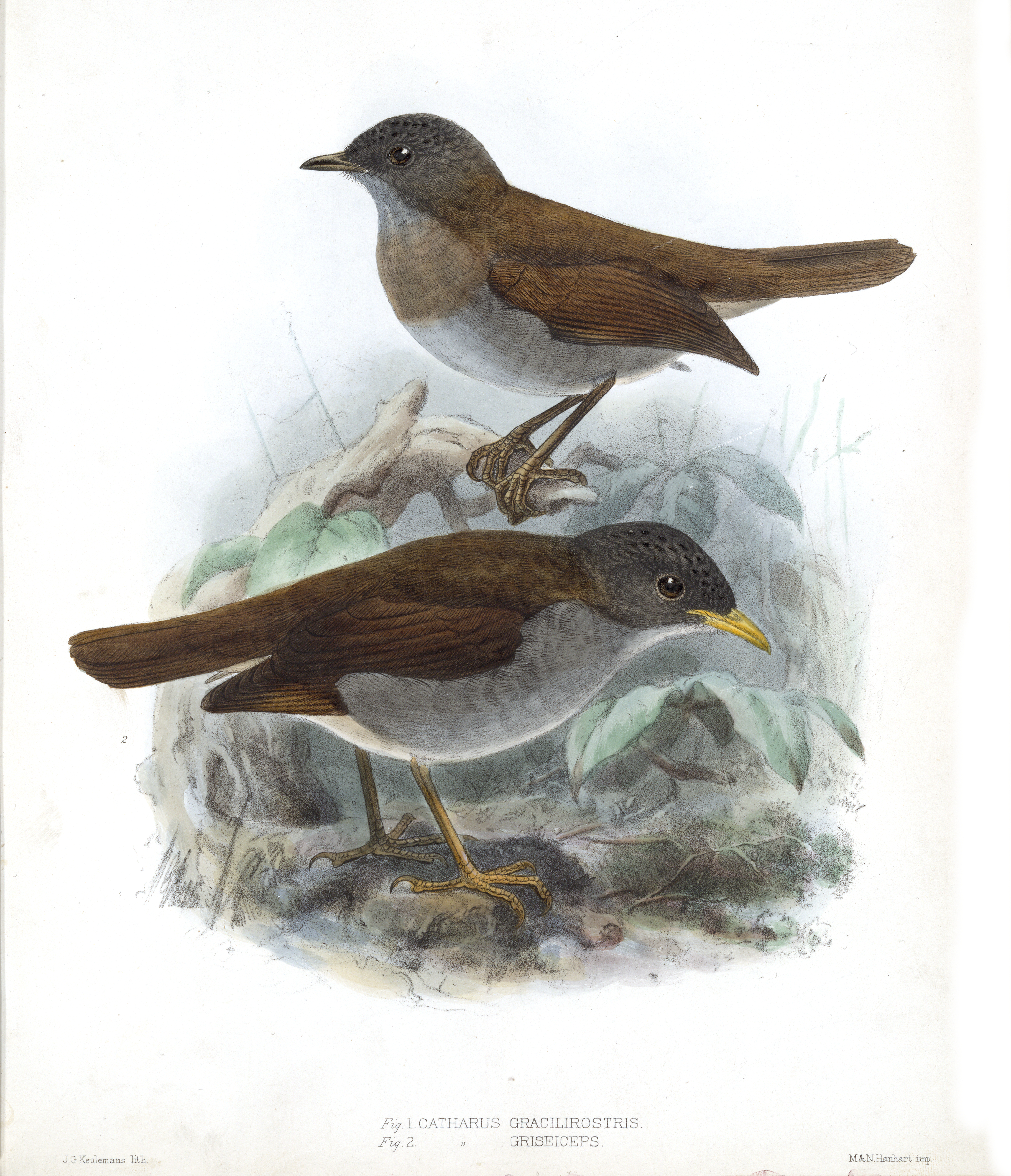 Catharus1Keulemans