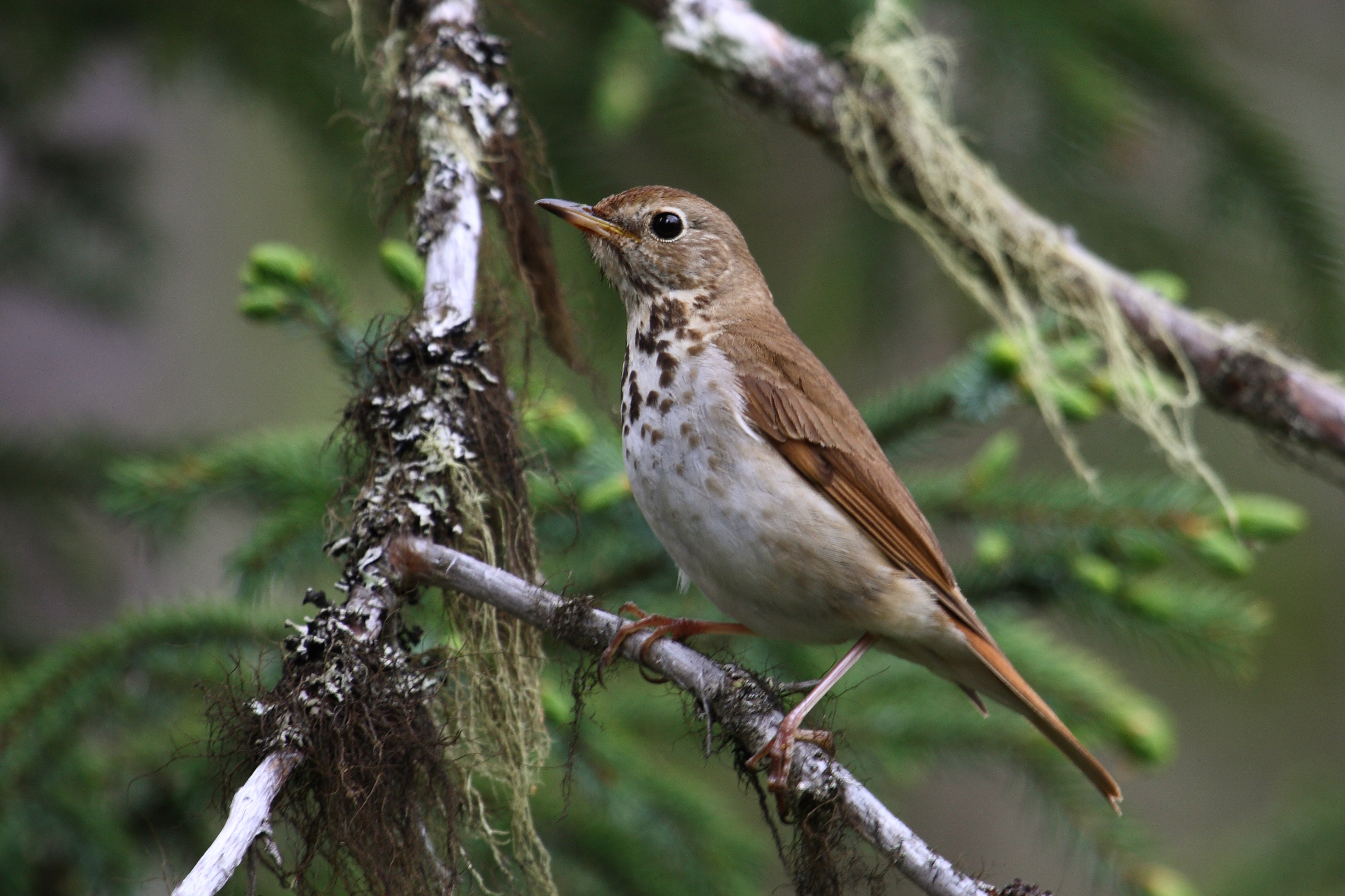 Catharus guttatus GJ