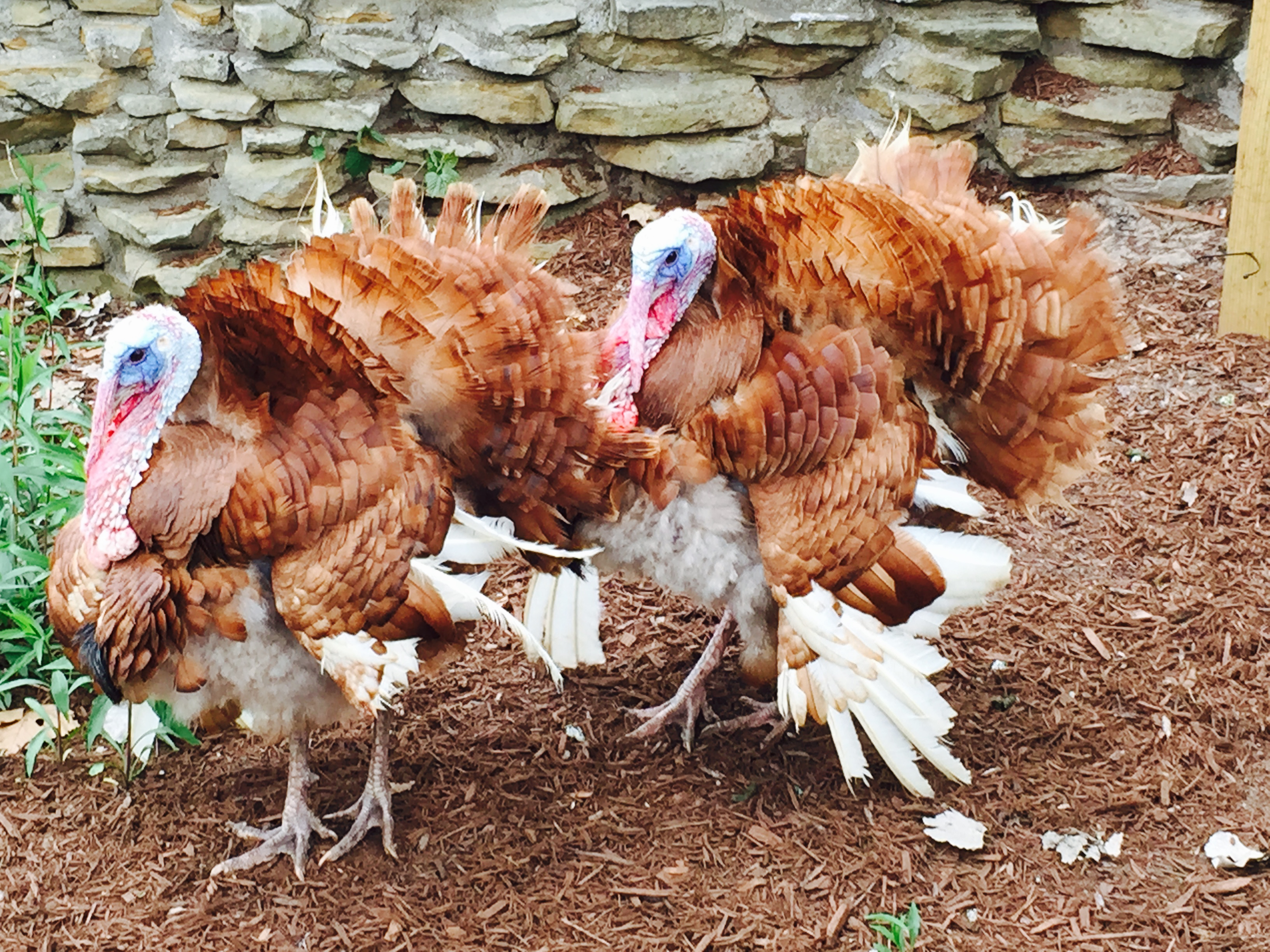 Cedar Point animal farm turkeys (2891)