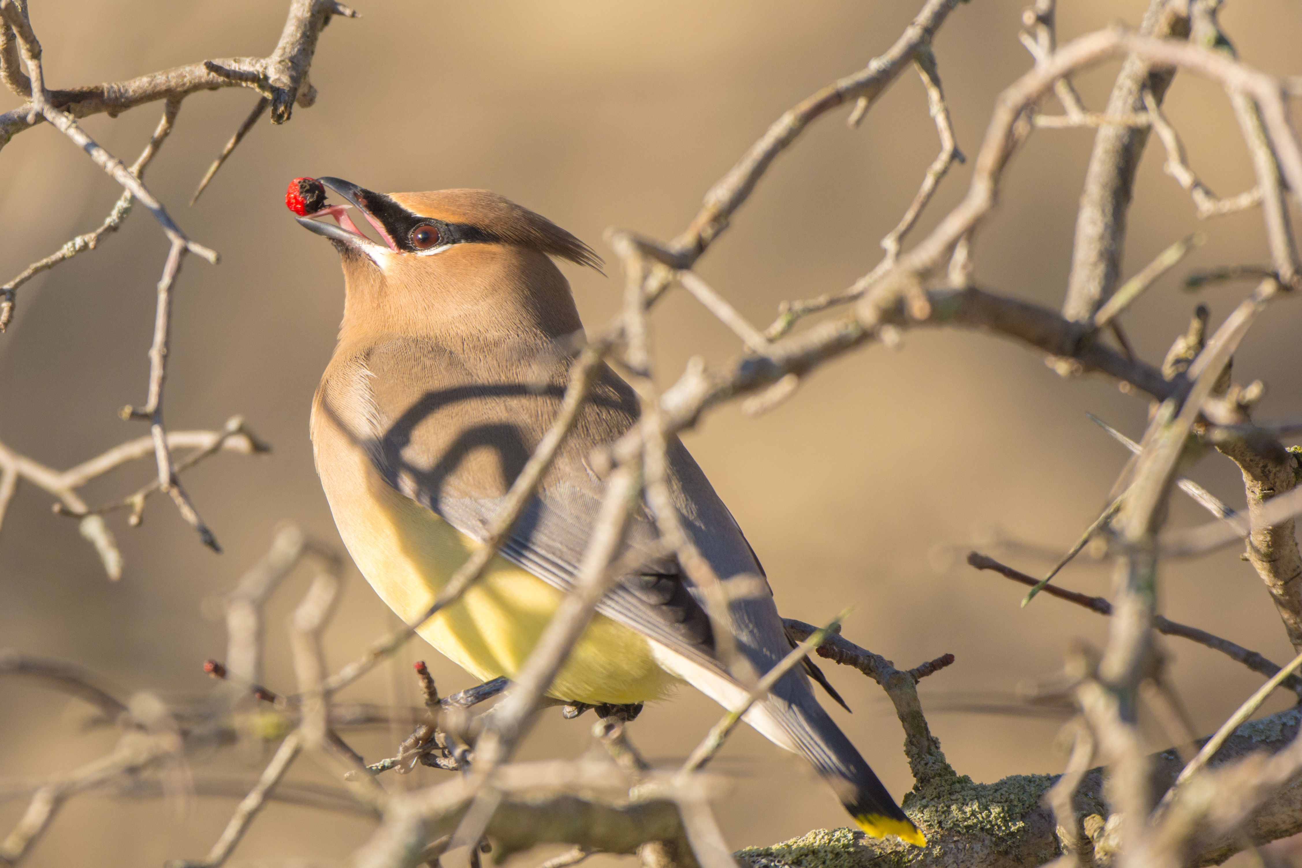 Cedar Waxwing (Bombycilla cedrorum) (24565193890)