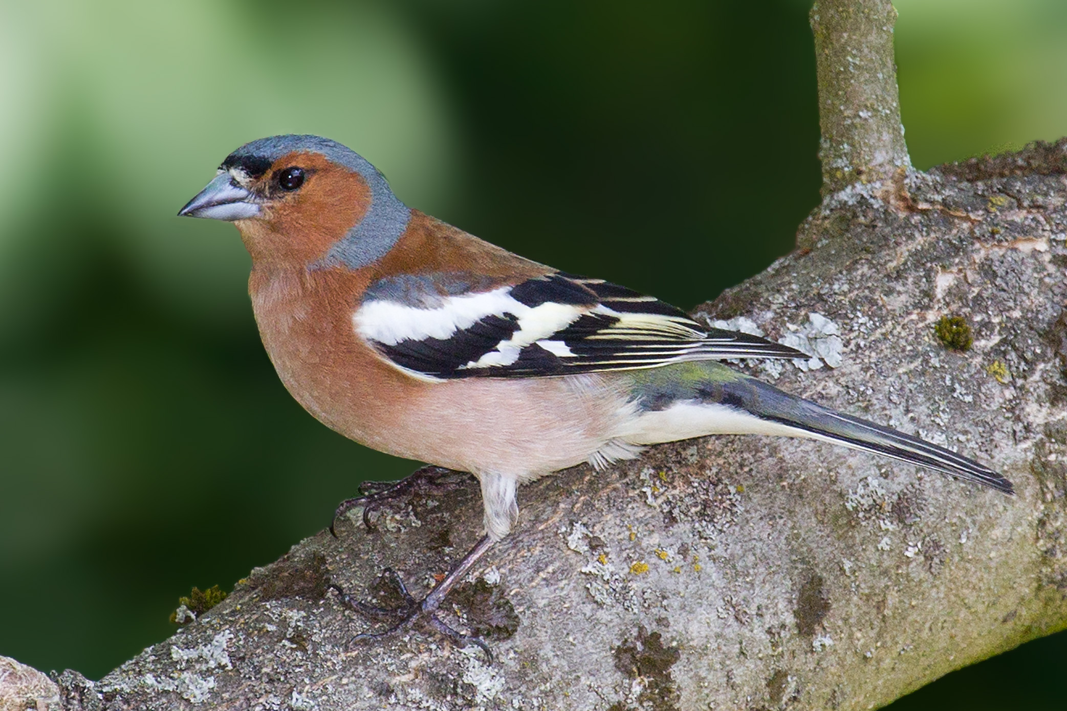 Chaffinch (Fringilla coelebs)